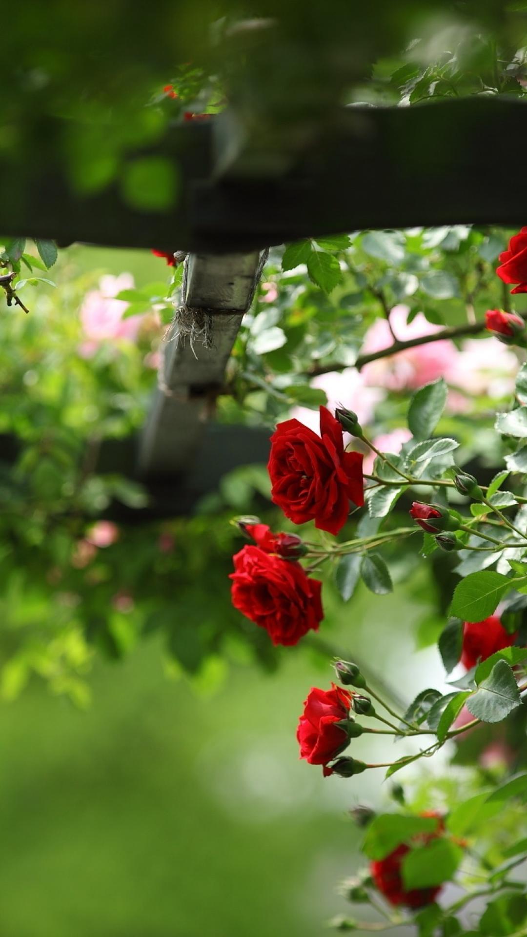 rosa roja fondo de pantalla hd para móvil,flor,rojo,naturaleza,planta,pétalo