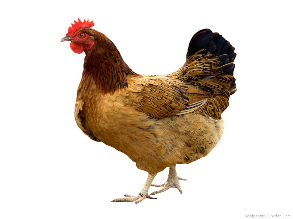 hen (681572) WallpaperUse