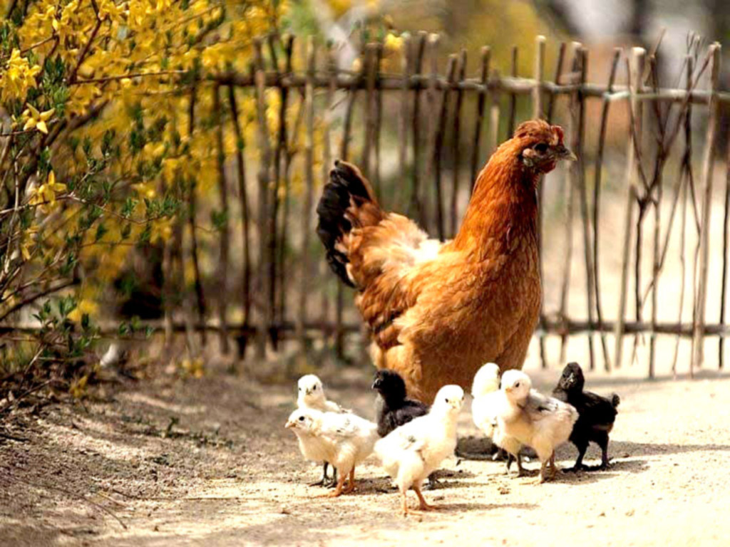 hen wallpaper,chicken,vertebrate,bird,rooster,galliformes (681633