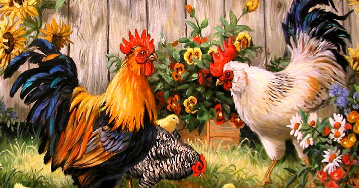 fondo de pantalla de gallina,pollo,gallo,pájaro,ave,aves de corral