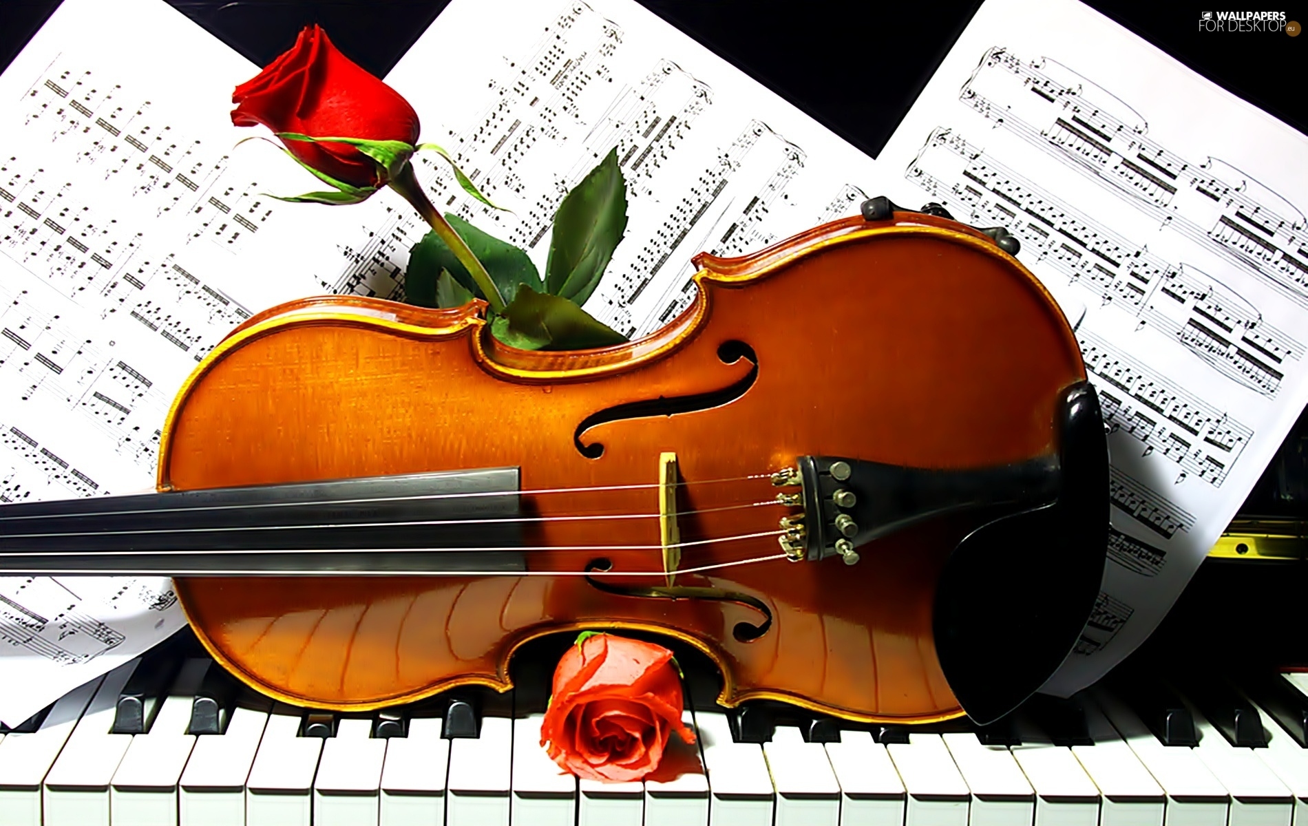 バイオリン写真壁紙,楽器,音楽,クラッシック,バイオリン,ビオラ