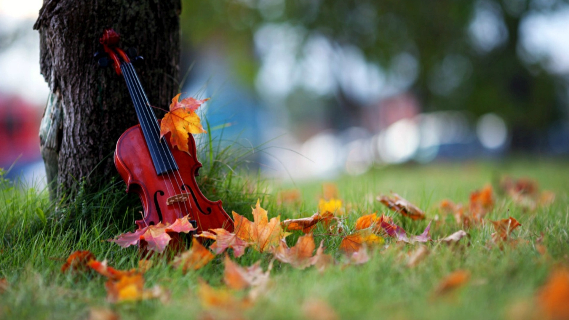 violin pictures wallpapers,grass,leaf,violin,plant,string instrument