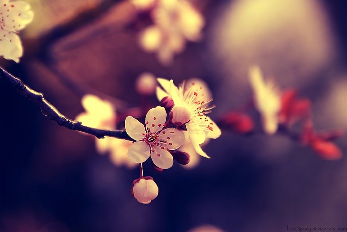 beautiful life wallpaper,branch,nature,spring,blossom,flower