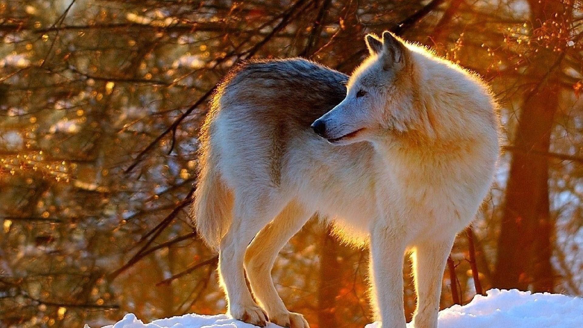 面白い愛の壁紙,犬,野生動物,カニスループスツンドララム,狼