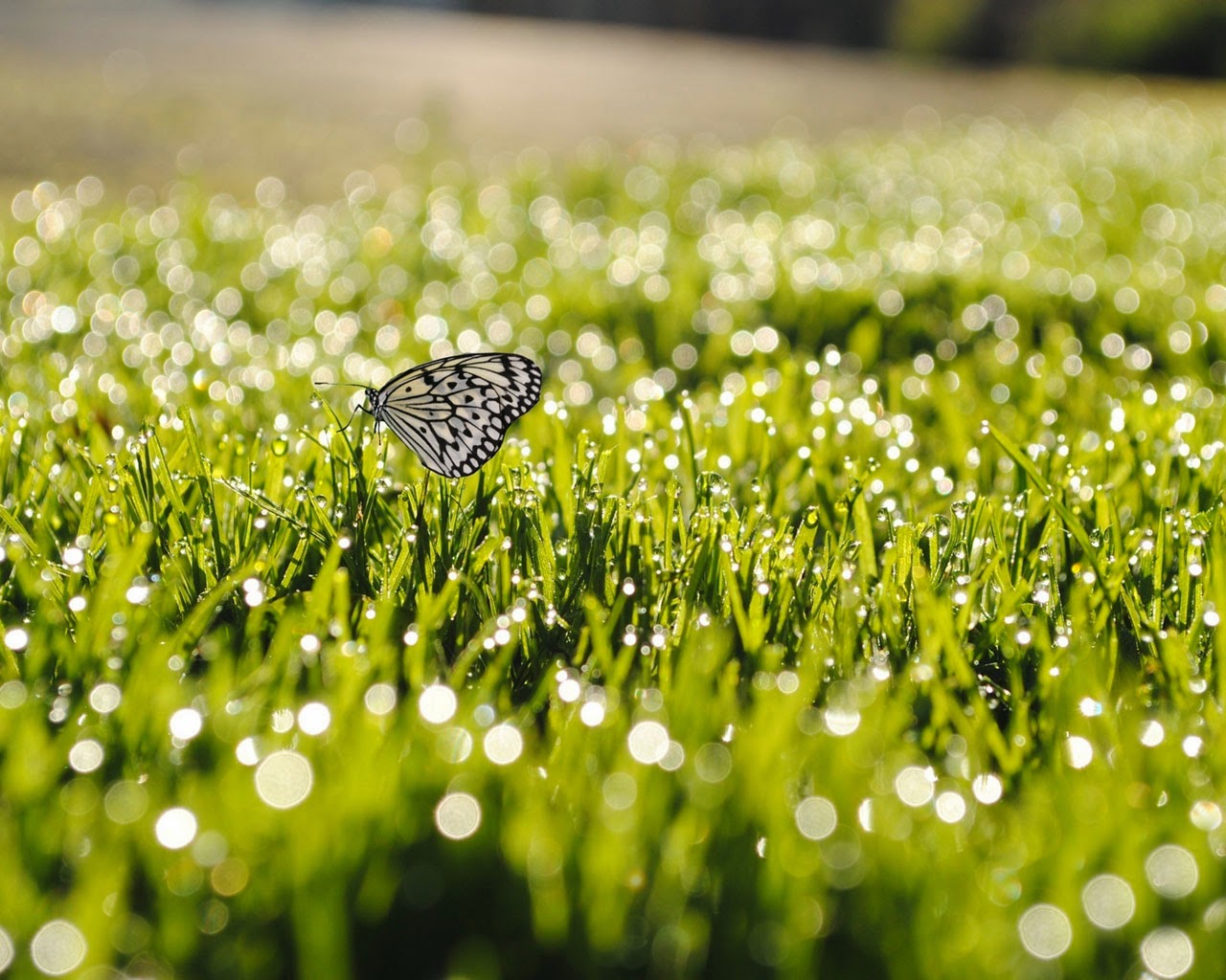 nice msg wallpapers,water,dew,moisture,green,macro photography