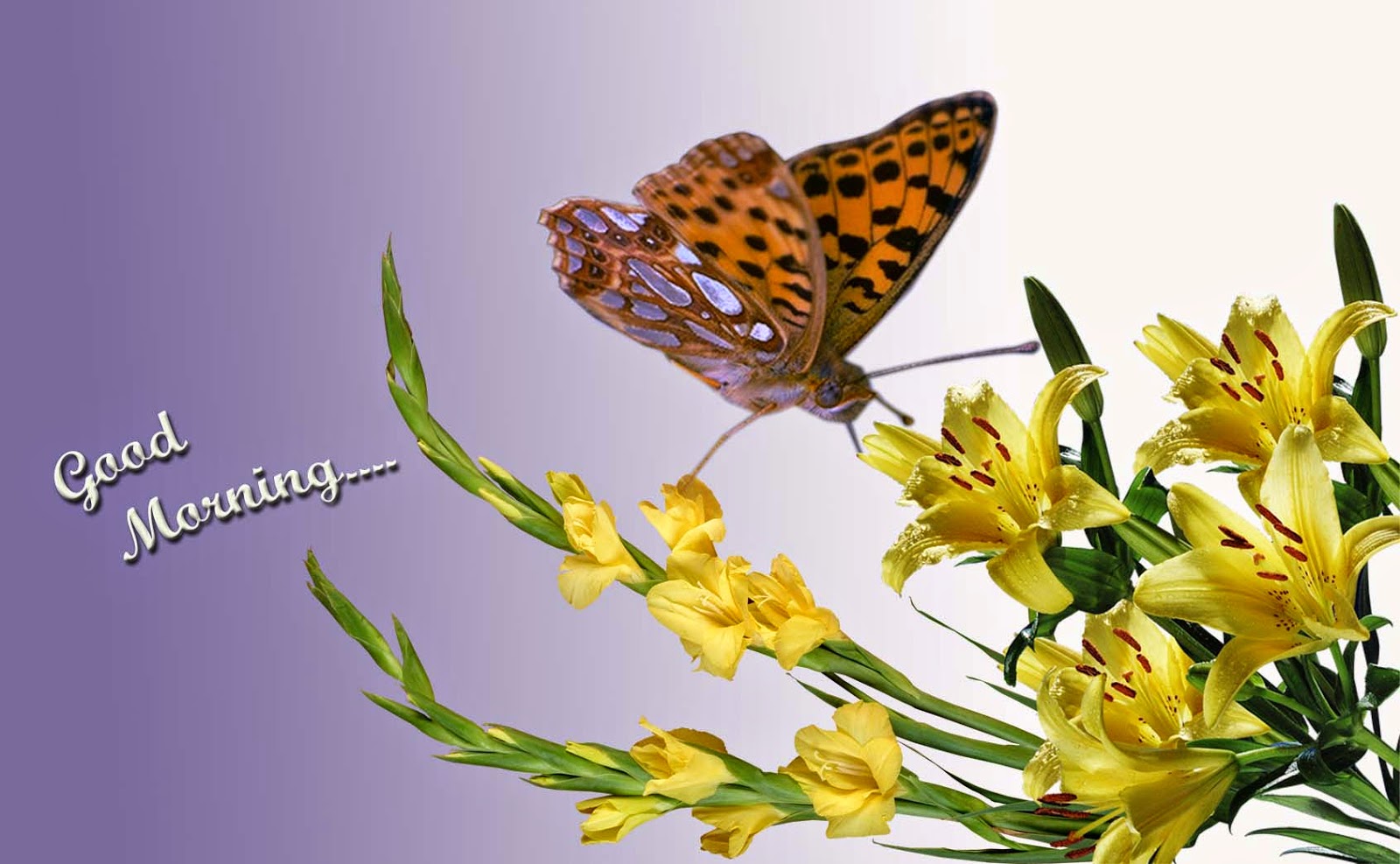 nice msg wallpapers,butterfly,cynthia (subgenus),moths and butterflies,insect,great spangled fritillary