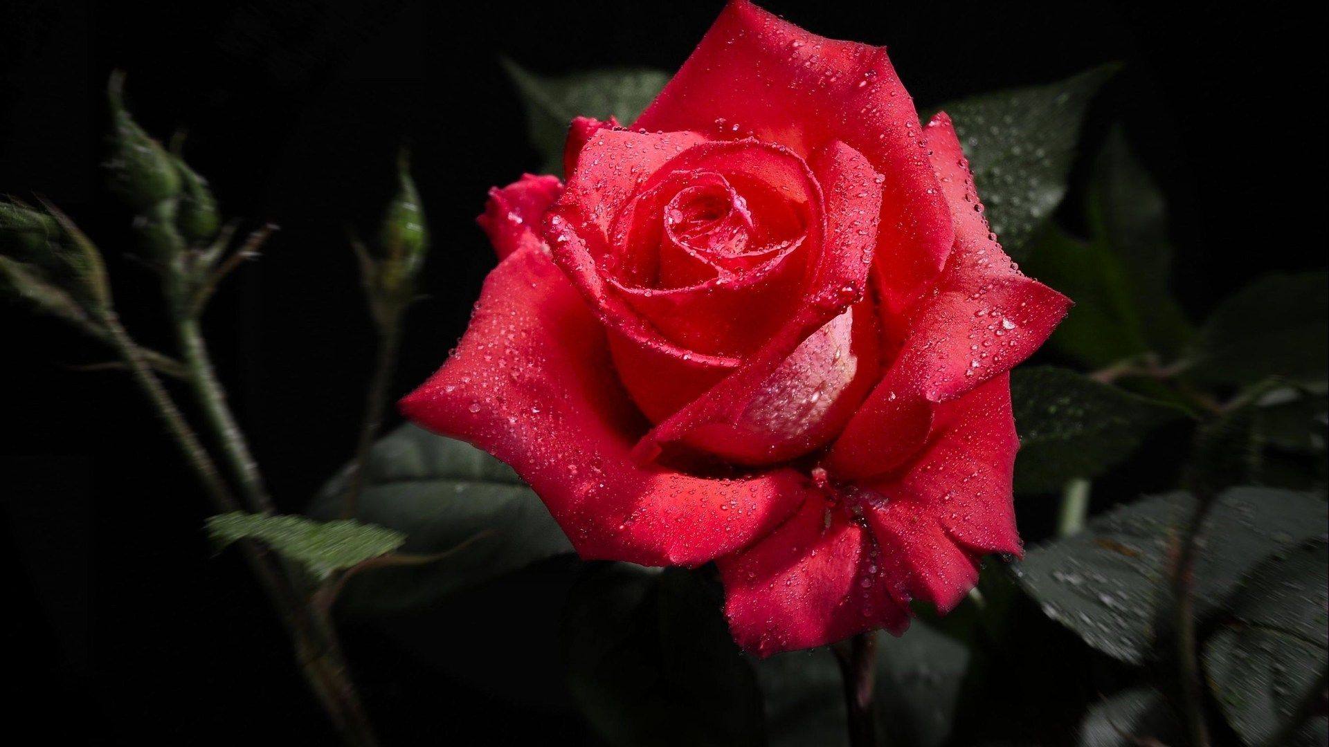 sola rosa roja fondo de pantalla hd,flor,planta floreciendo,rosas de jardín,pétalo,rojo