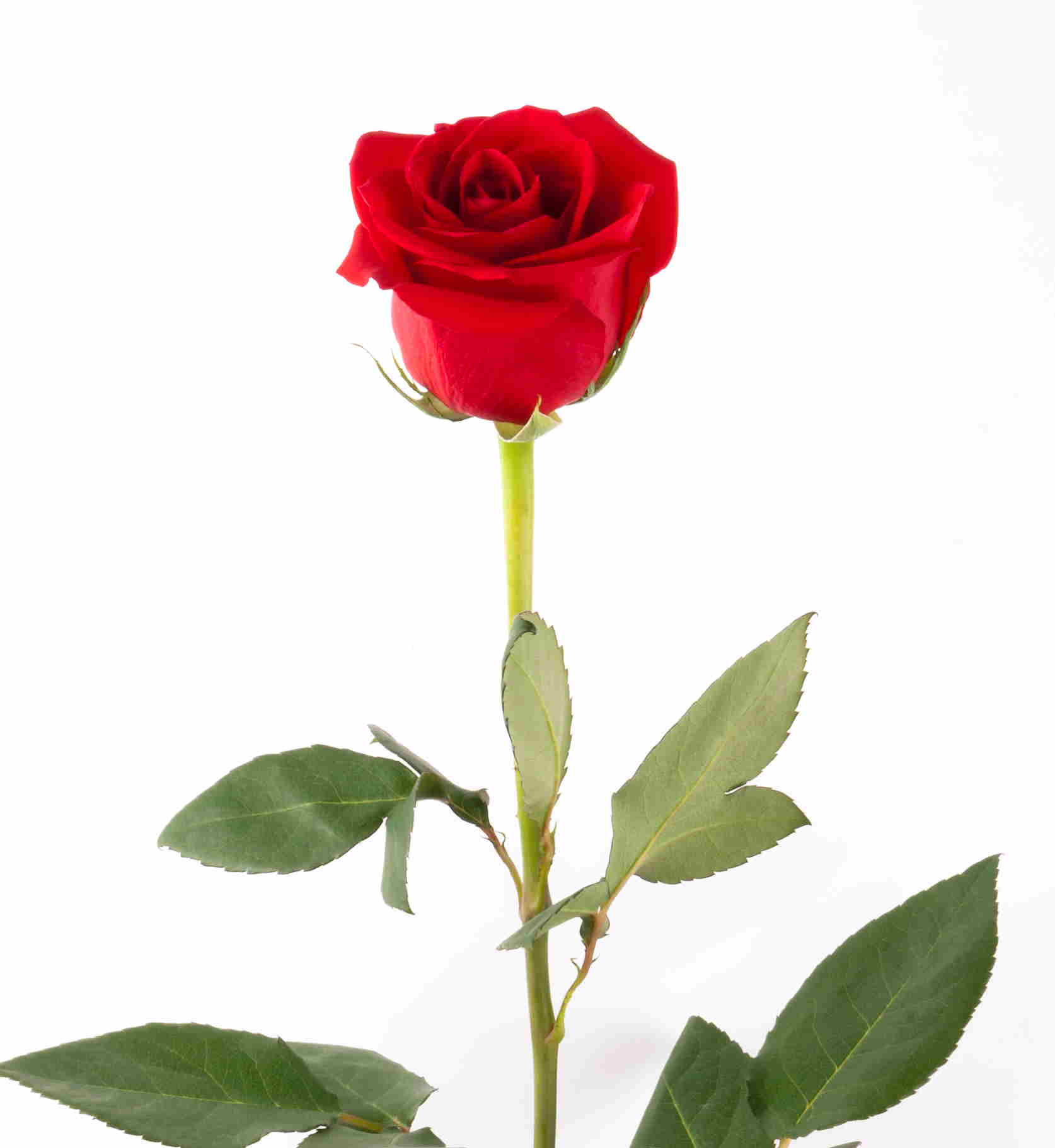 sola rosa roja fondo de pantalla hd,flor,planta floreciendo,rosas de jardín,planta,rosa