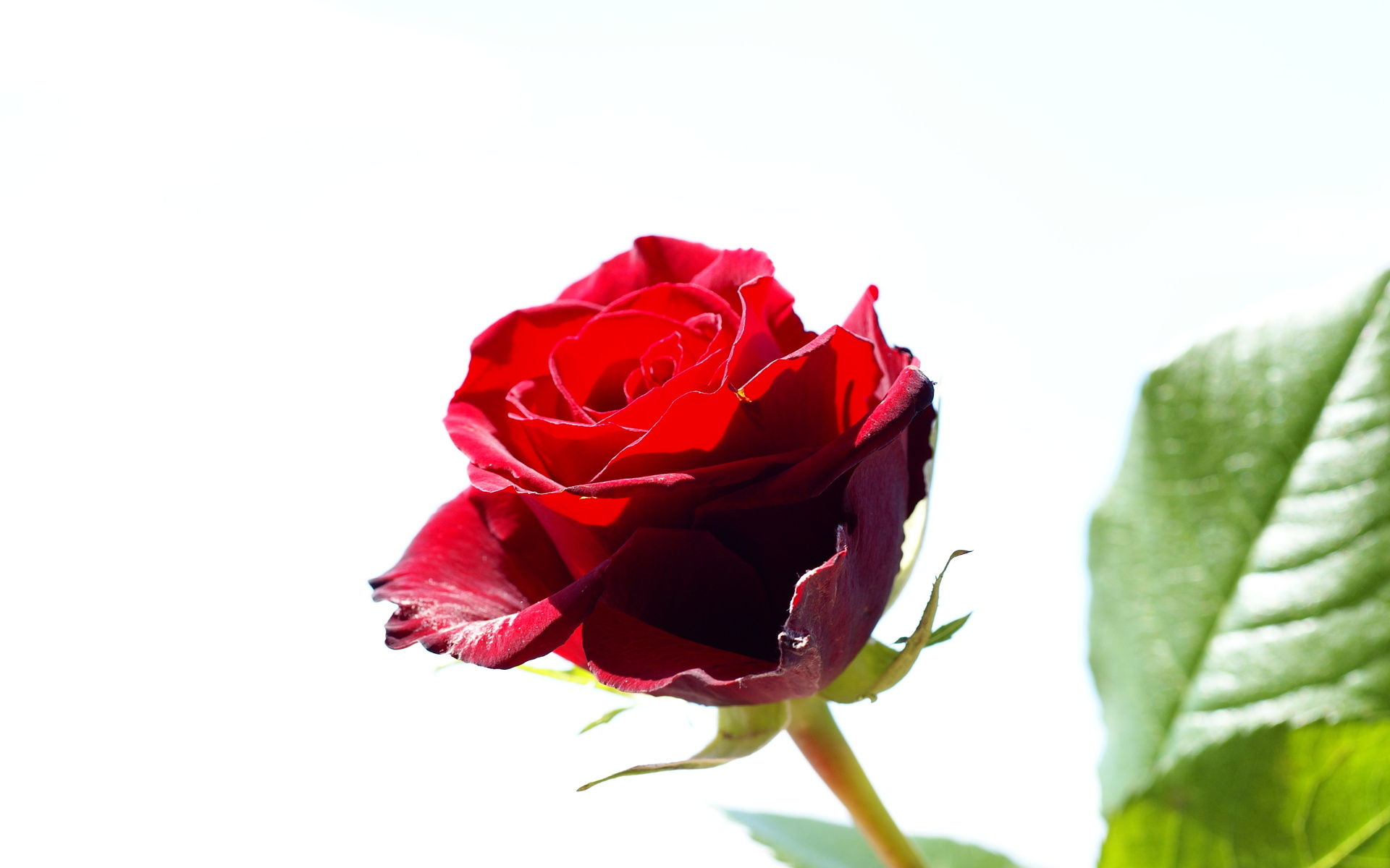 単一の赤いバラのhdの壁紙,花,開花植物,庭のバラ,ローズ,花弁