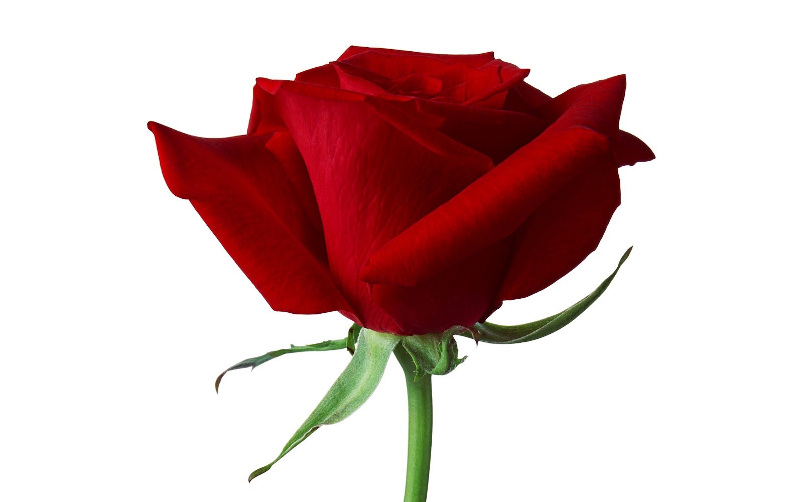 sola rosa roja fondo de pantalla hd,rosas de jardín,rojo,flor,rosa,pétalo
