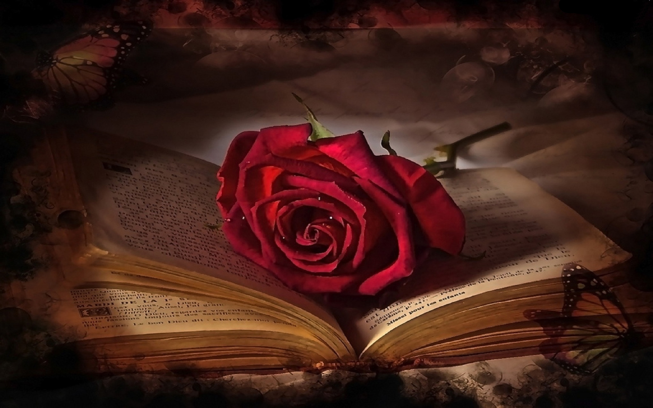 単一の赤いバラのhdの壁紙,赤,庭のバラ,ローズ,静物写真,バラ科