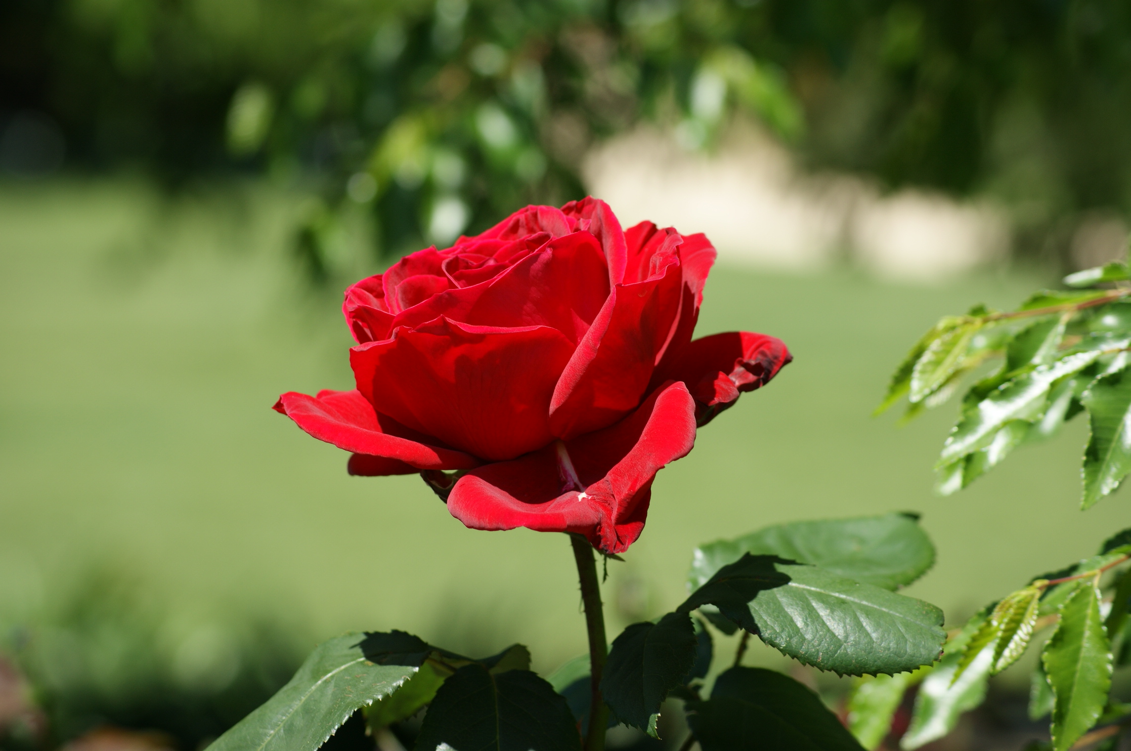 einzelne rote rose hd wallpaper,blume,blühende pflanze,gartenrosen,rot,rose