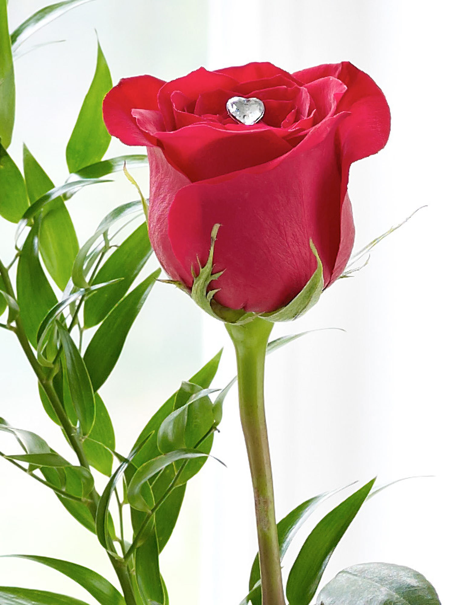 single red rose hd wallpaper,flower,flowering plant,red,pink,petal