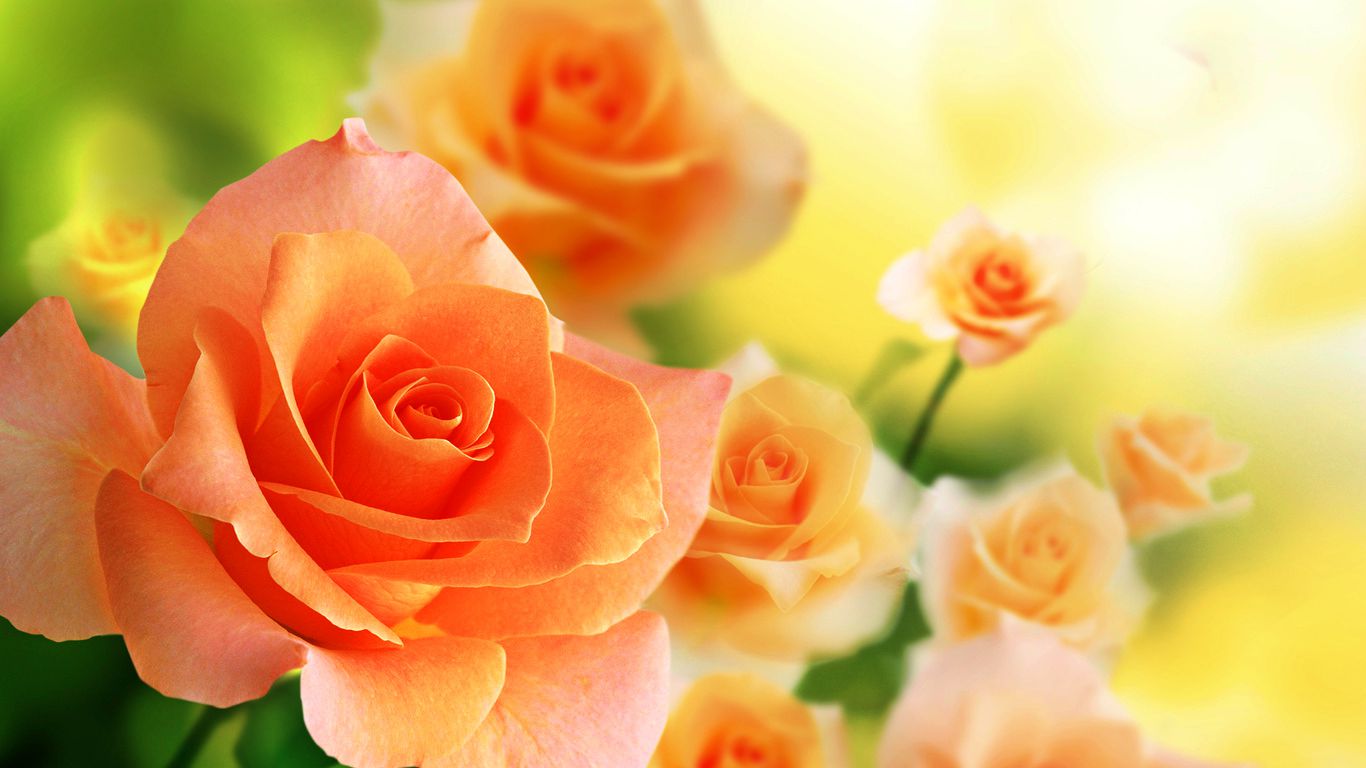 hermosas rosas fondos de pantalla descarga gratuita,flor,planta floreciendo,julia niño rosa,rosas de jardín,pétalo