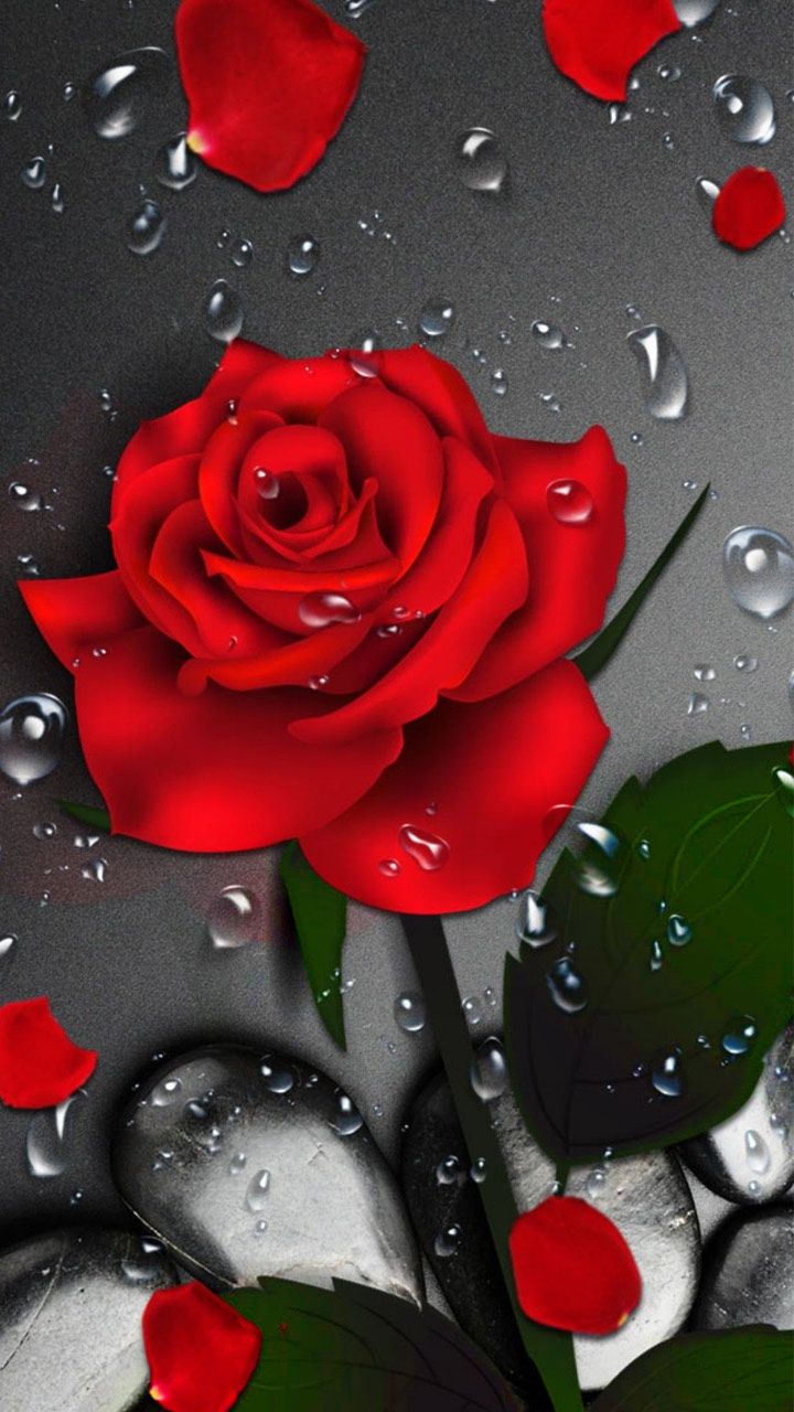red rose 3d wallpaper,red,petal,rose,dew,garden roses