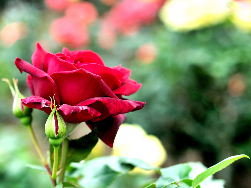 beau fond d'écran rouge,fleur,plante à fleurs,pétale,plante,rouge