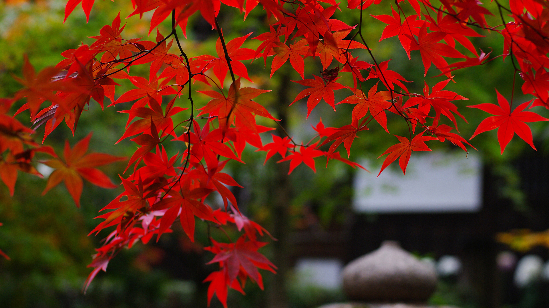 美しい赤い壁紙,開花植物,葉,木,赤,カエデの葉