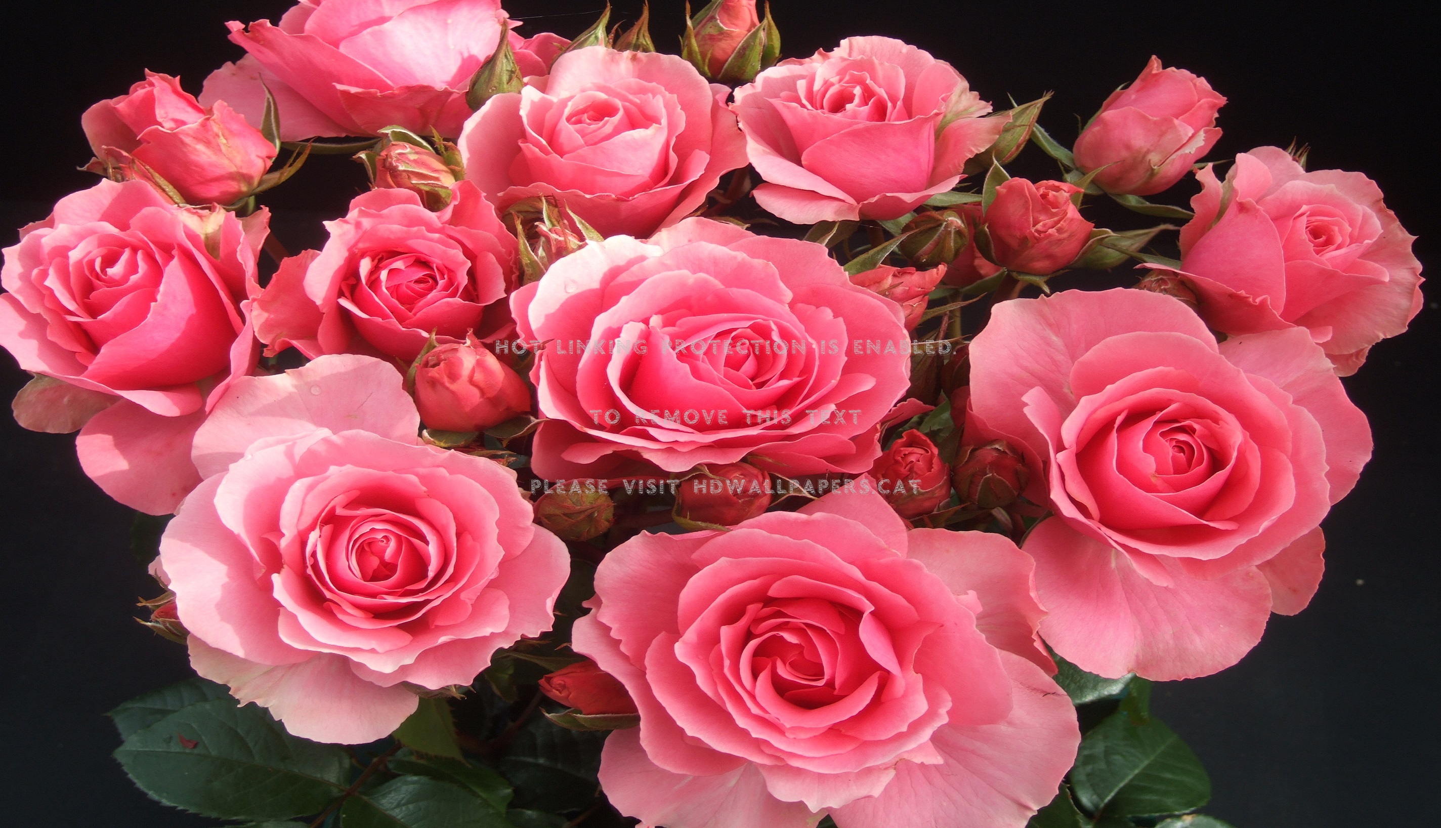 bouquet de roses fonds d'écran,fleur,roses de jardin,plante à fleurs,rose,floribunda