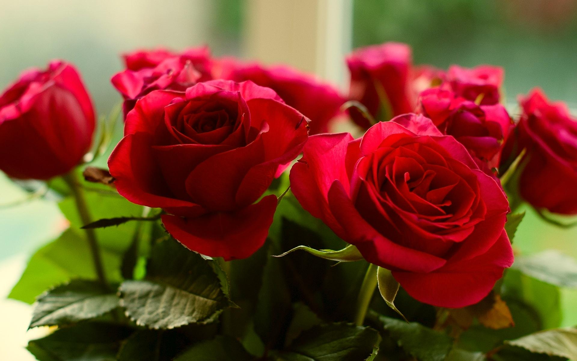빨간 장미 꽃 벽지 무료 다운로드,꽃,꽃 피는 식물,정원 장미,장미,빨간
