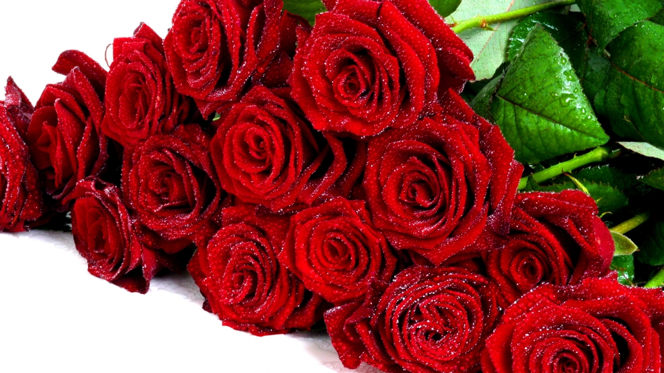 bunch of roses wallpapers,flower,rose,garden roses,flowering plant,red