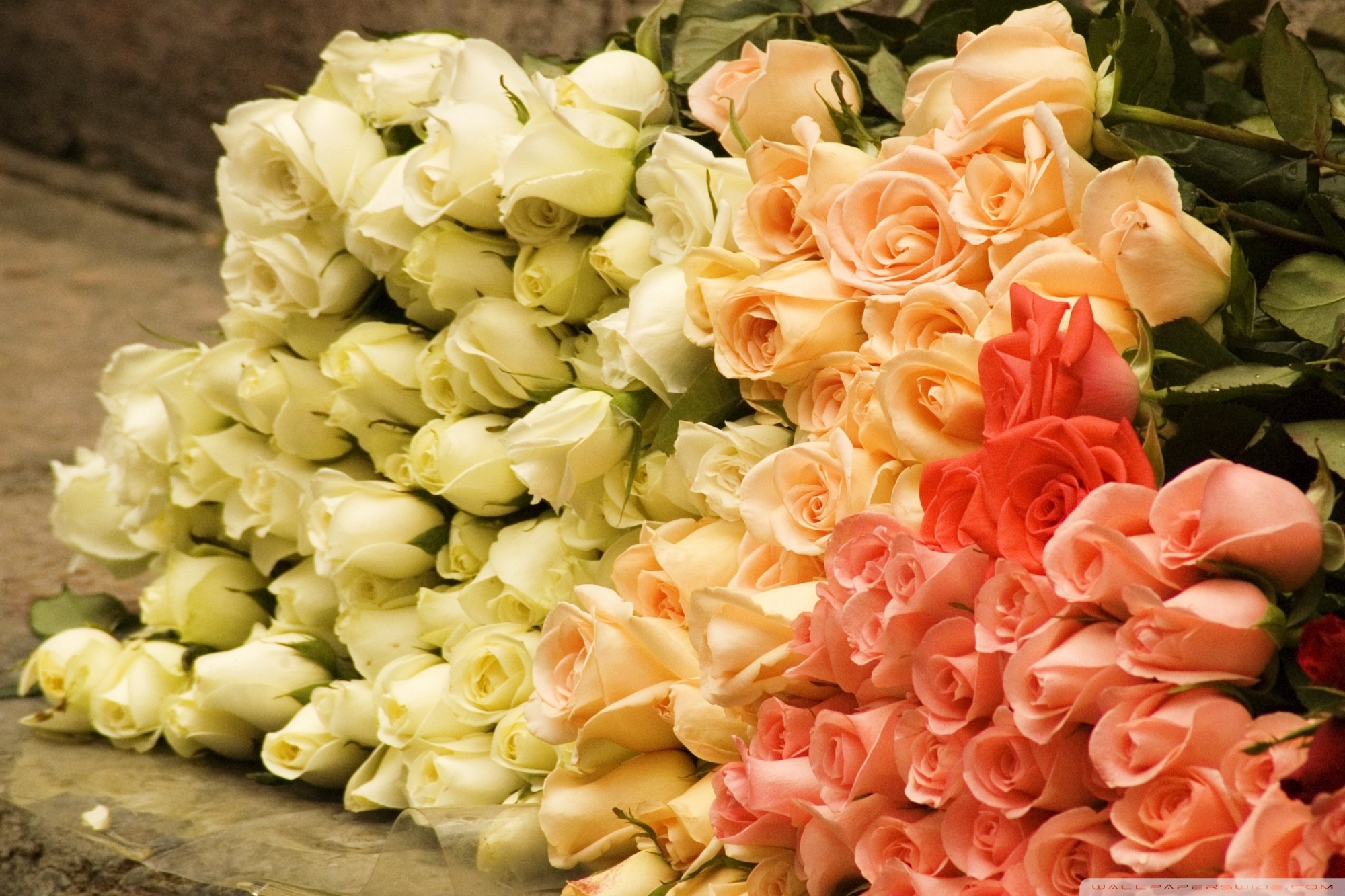 bouquet de roses fonds d'écran,fleur,bouquet,roses de jardin,rose,fleurs coupées