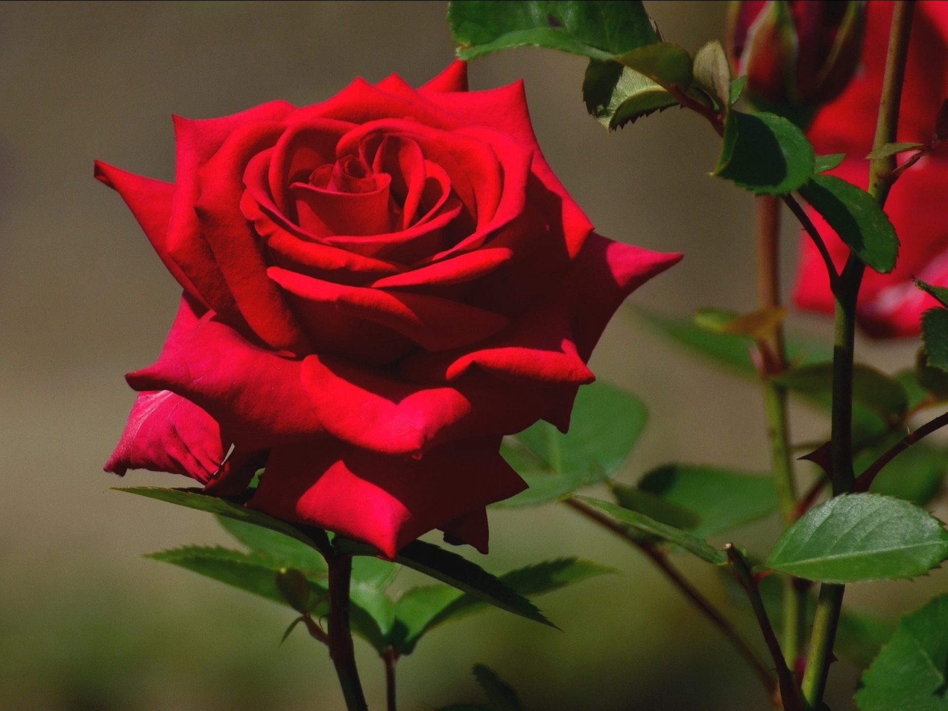 壁紙hd自然花ローズ,花,庭のバラ,開花植物,花弁,赤