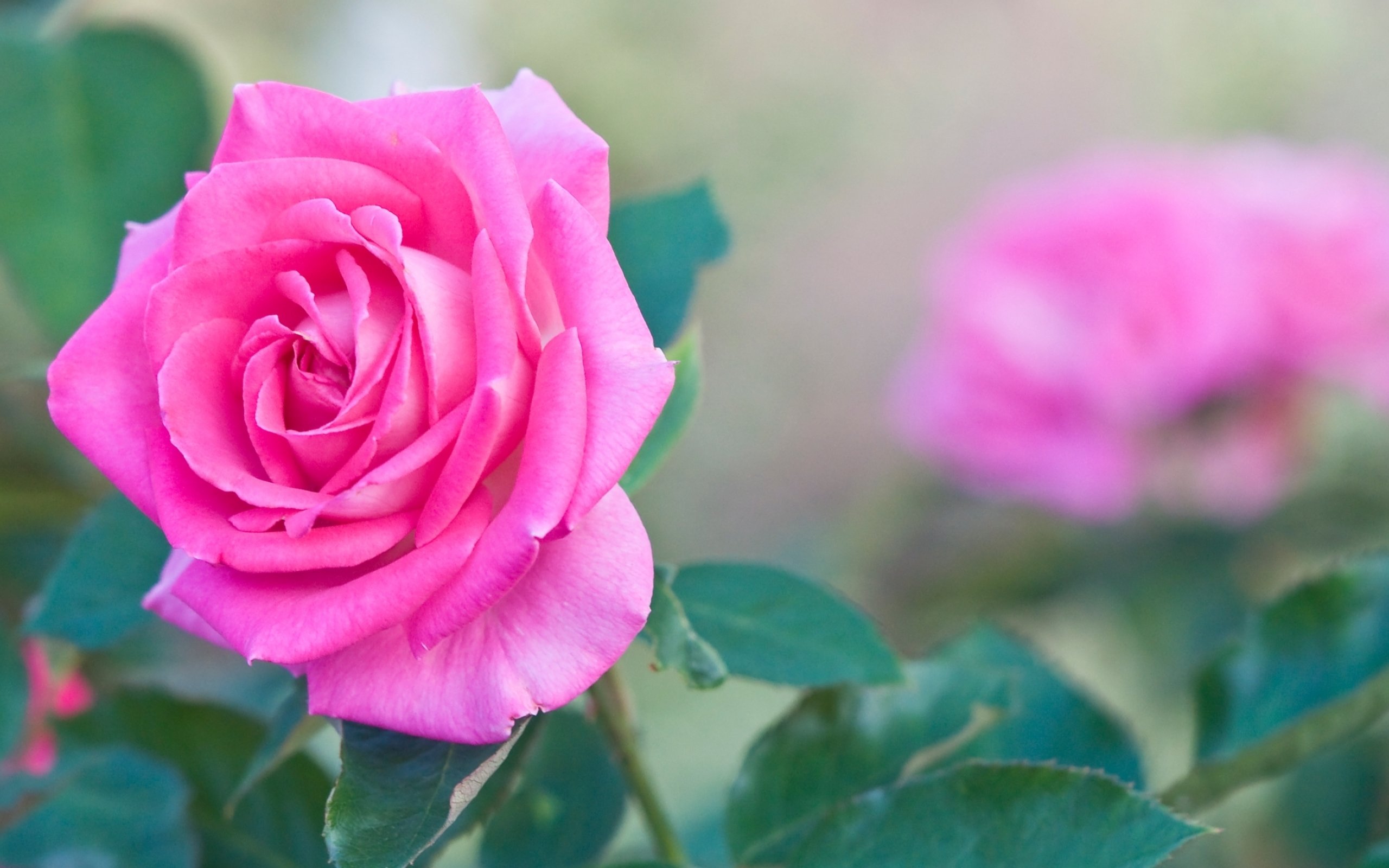 壁紙hd自然花ローズ,花,開花植物,庭のバラ,ピンク,花弁