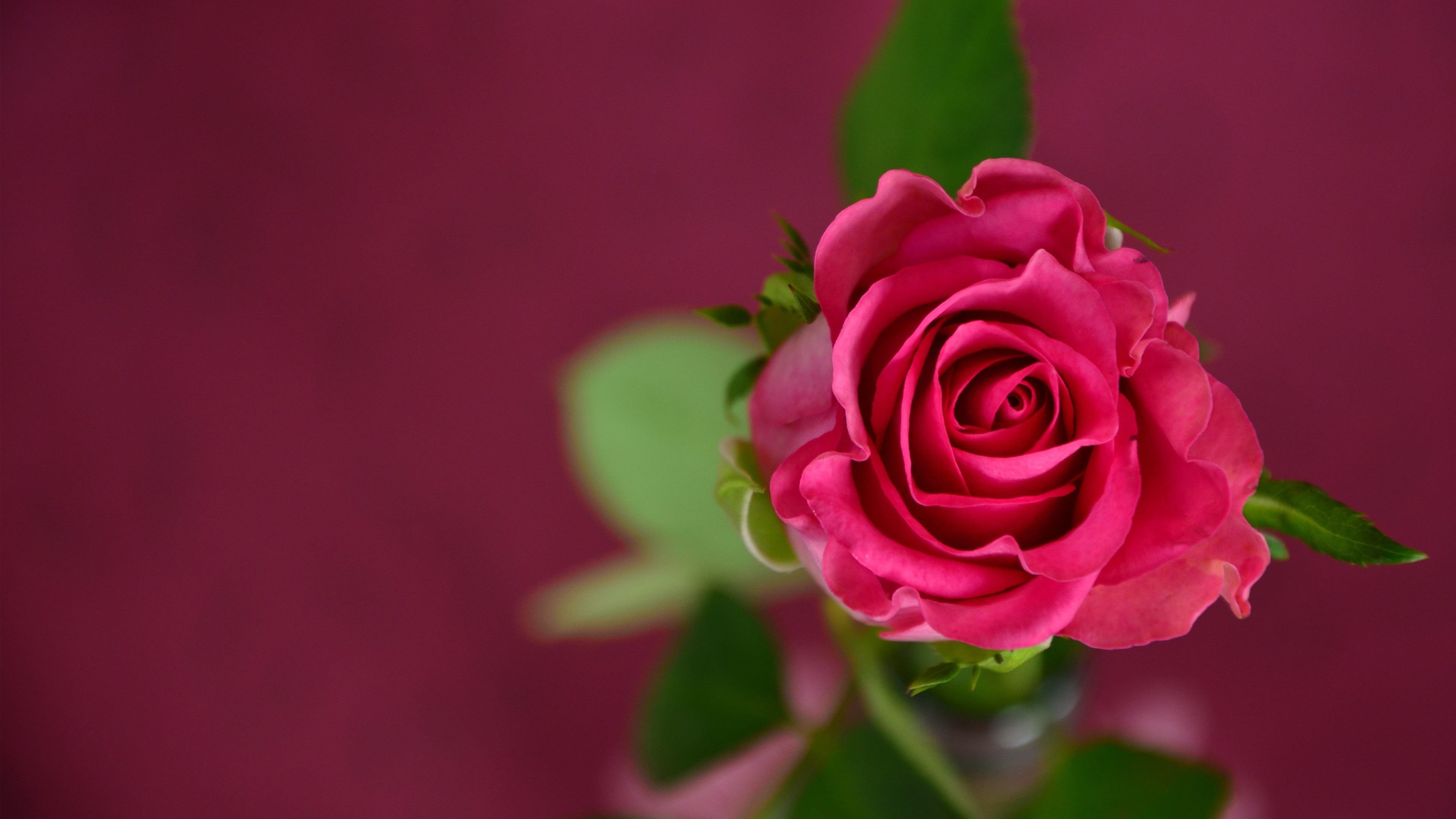 fond d'écran hd nature fleur rose,fleur,plante à fleurs,roses de jardin,rose,pétale