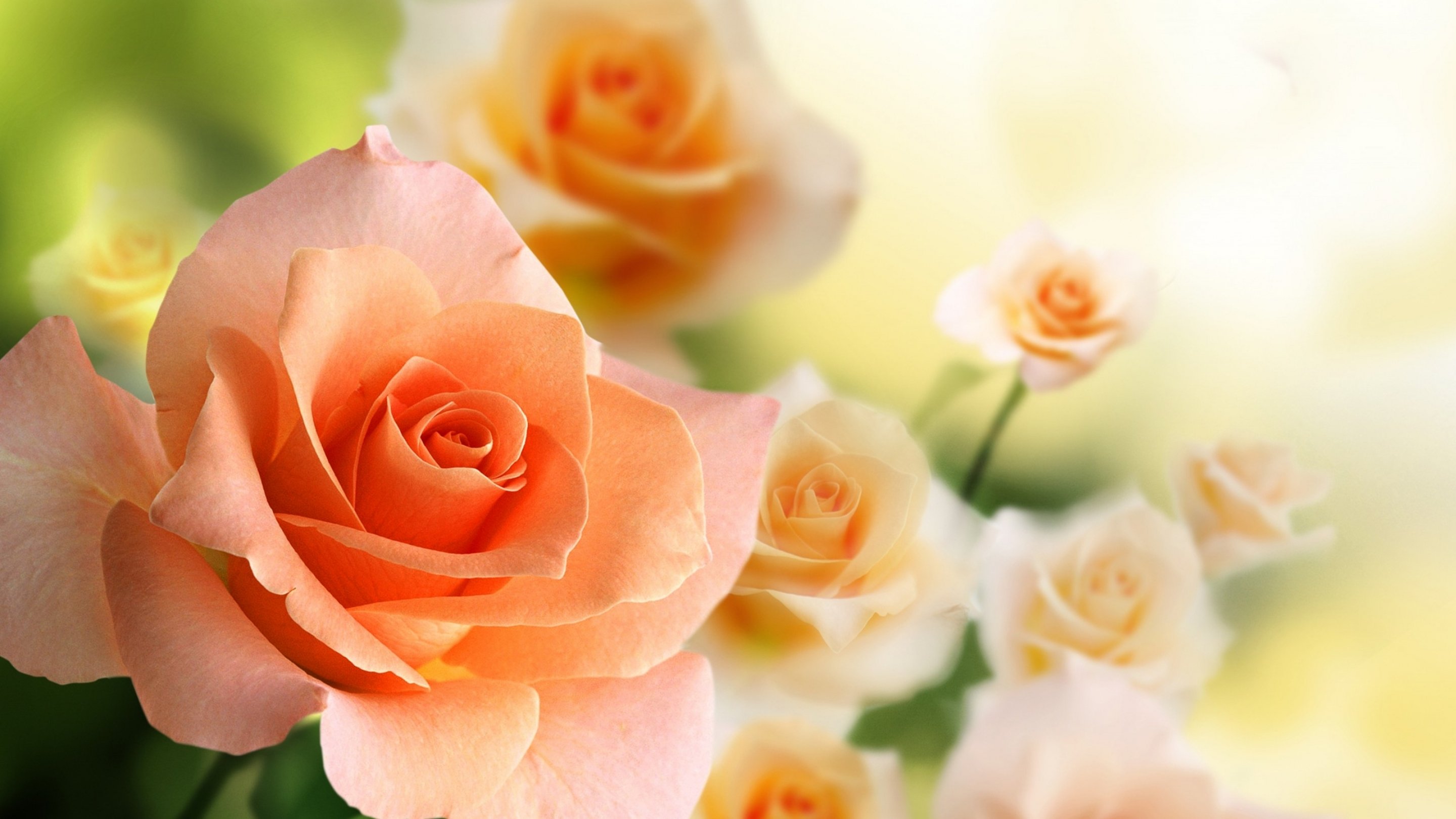 wallpaper hd natura fiore rosa,fiore,pianta fiorita,rose da giardino,petalo,rosa