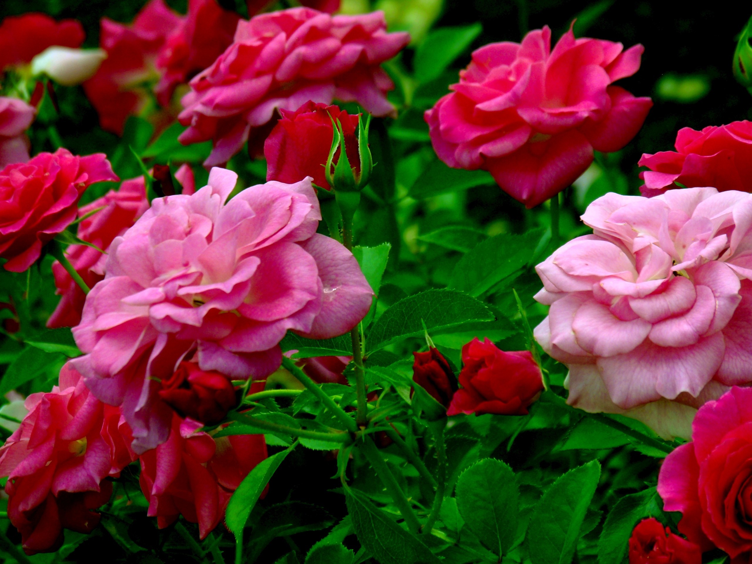 fond d'écran hd nature fleur rose,fleur,plante à fleurs,pétale,rose,plante