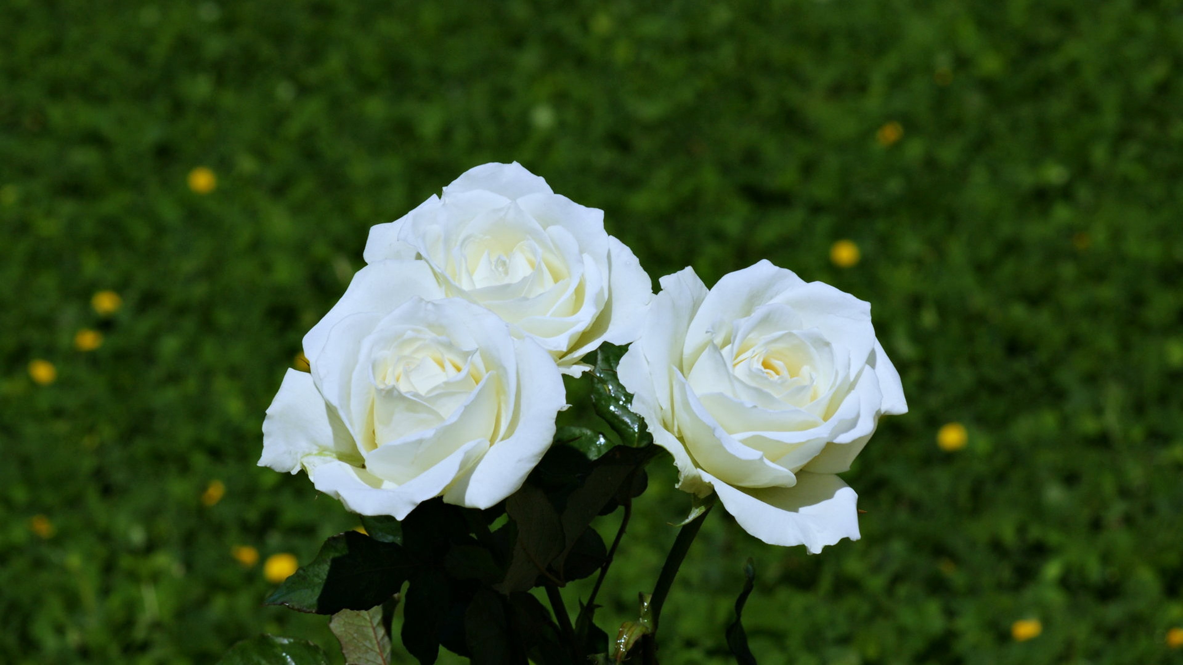 壁紙hd自然花ローズ,花,開花植物,ジュリア・チャイルド・ローズ,庭のバラ,白い