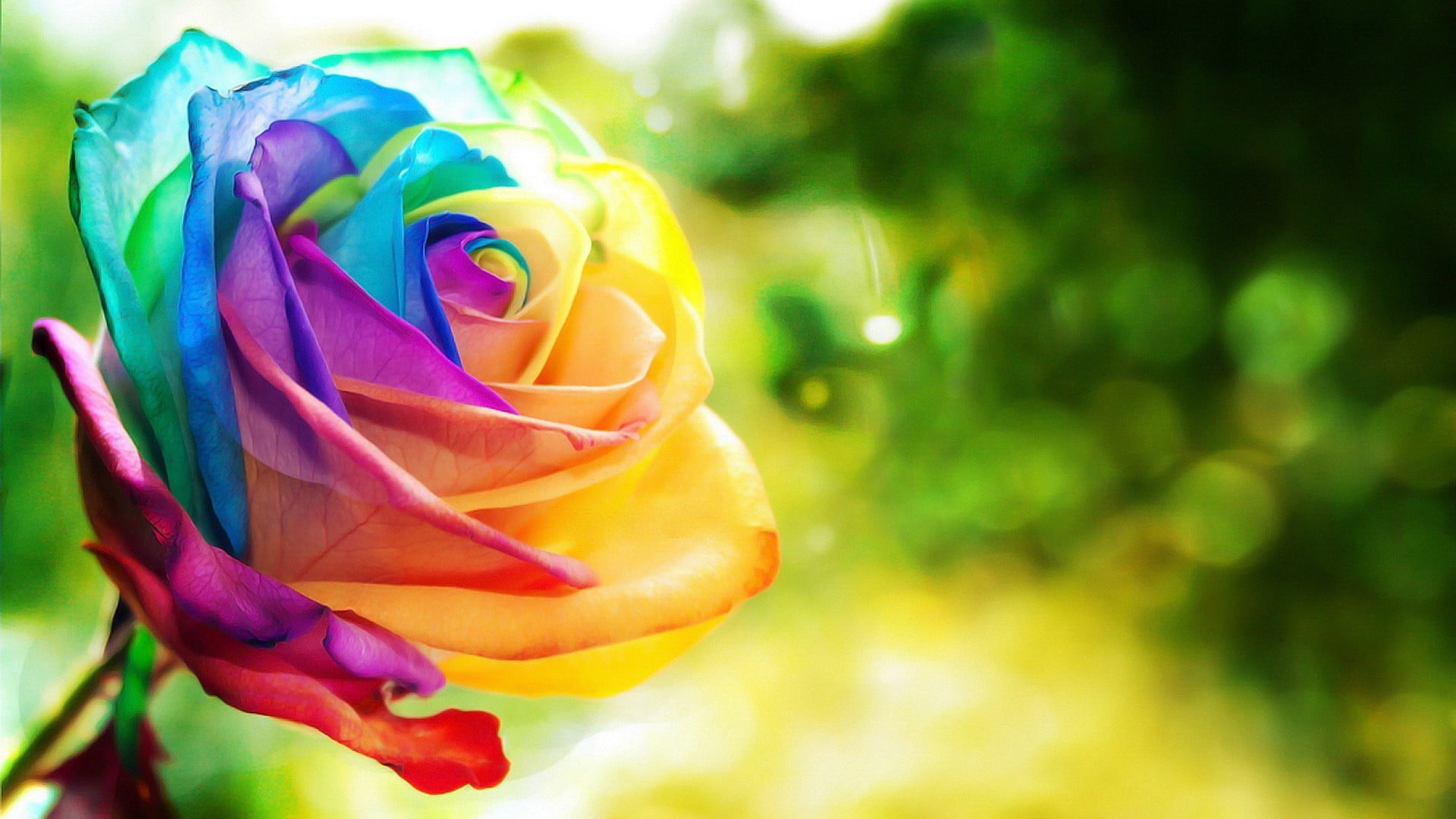 wallpaper hd nature flower rose,flower,rose,rainbow rose,garden roses,rose family