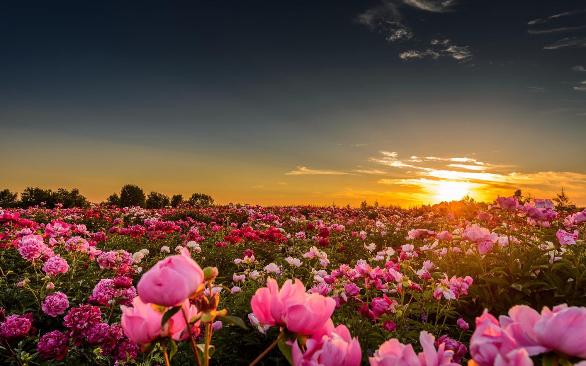 wallpaper hd nature flower rose,flower,sky,natural landscape,nature,pink