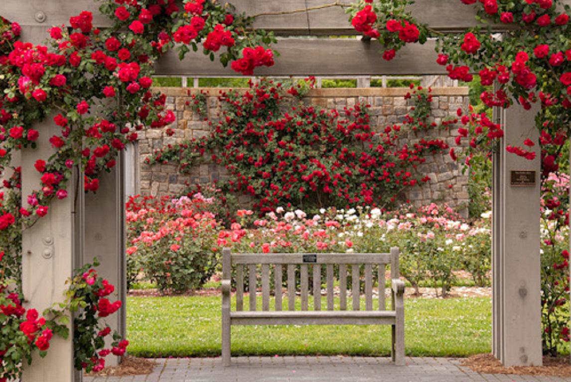 papier peint rose garden,roses de jardin,fleur,plante,rose,fleuristerie