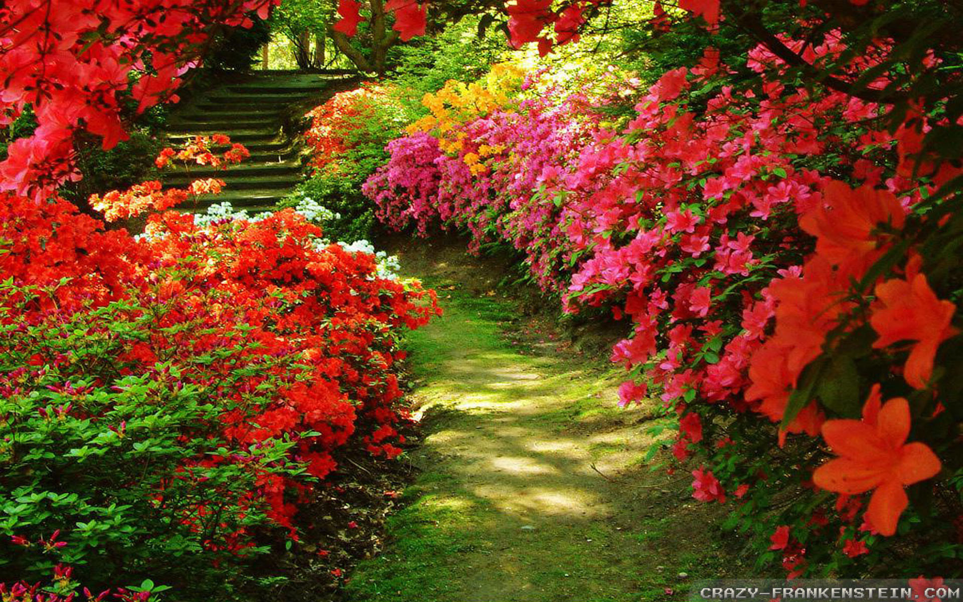 papier peint rose garden,fleur,plante à fleurs,plante,rouge,arbre