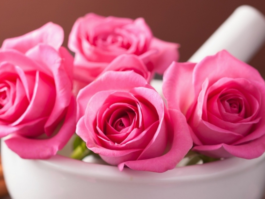 download gratuito di fiori di carta da parati rosa,rose da giardino,rosa,rosa,fiore,petalo