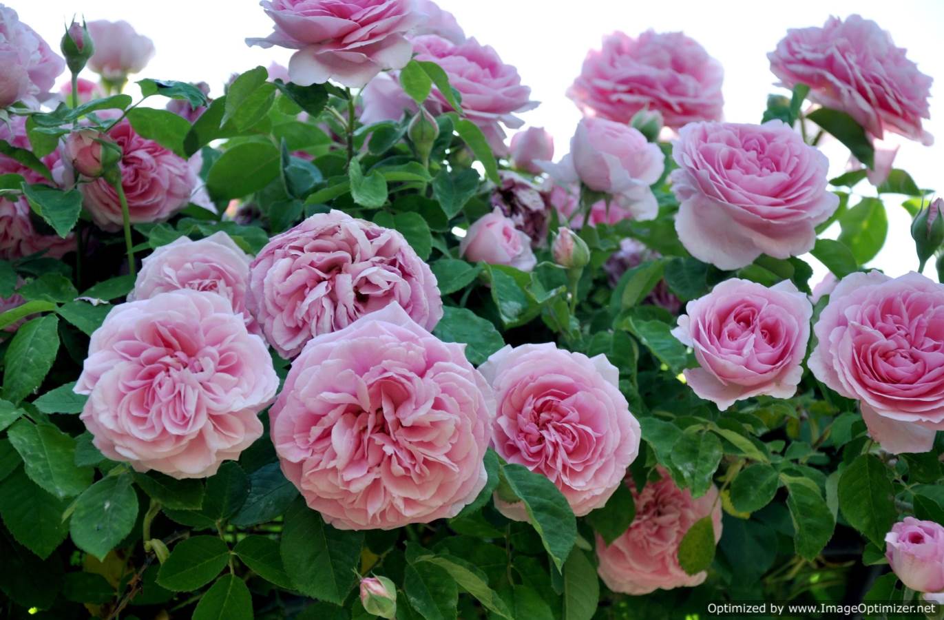 rosengarten tapete,blume,blühende pflanze,julia kind stand auf,gartenrosen,rose