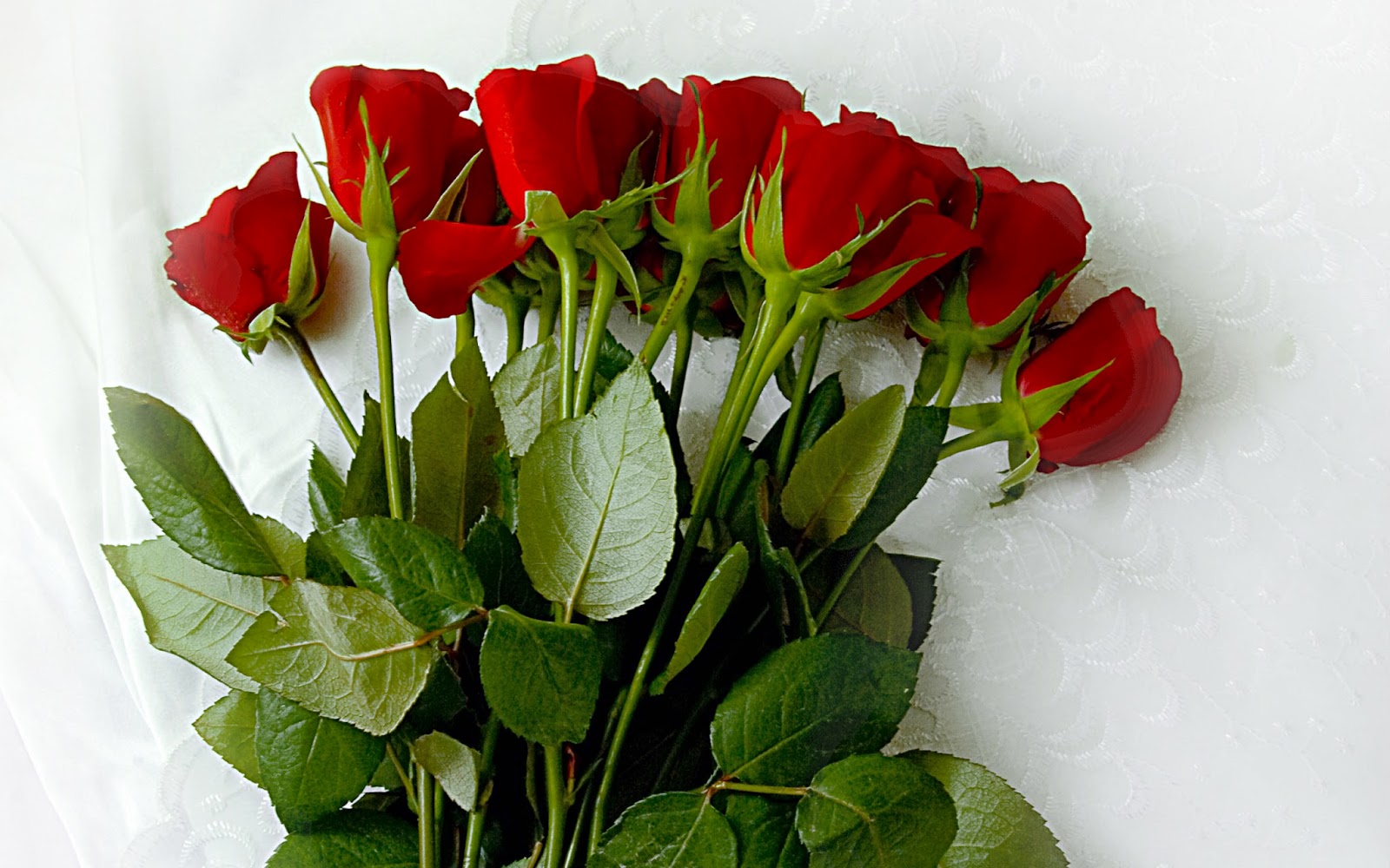 tapete rosenblüten kostenloser download,blume,blühende pflanze,rot,blütenblatt,pflanze