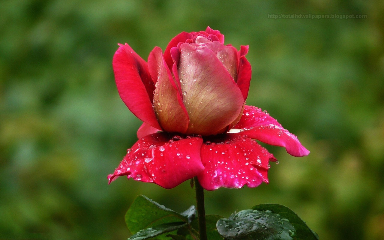 tapete rosenblüten kostenloser download,blume,blühende pflanze,blütenblatt,rosa,wasser