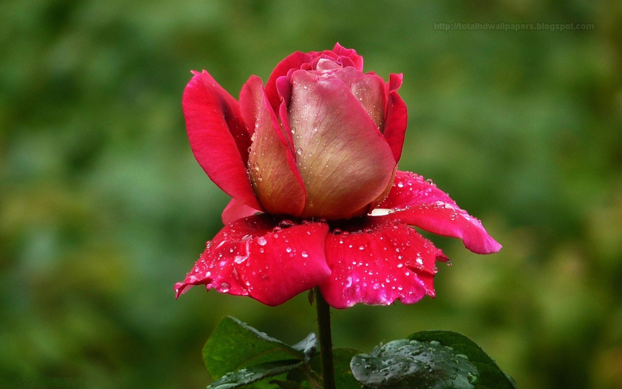 fond d'écran rose fleurs téléchargement gratuit,fleur,plante à fleurs,pétale,rose,l'eau