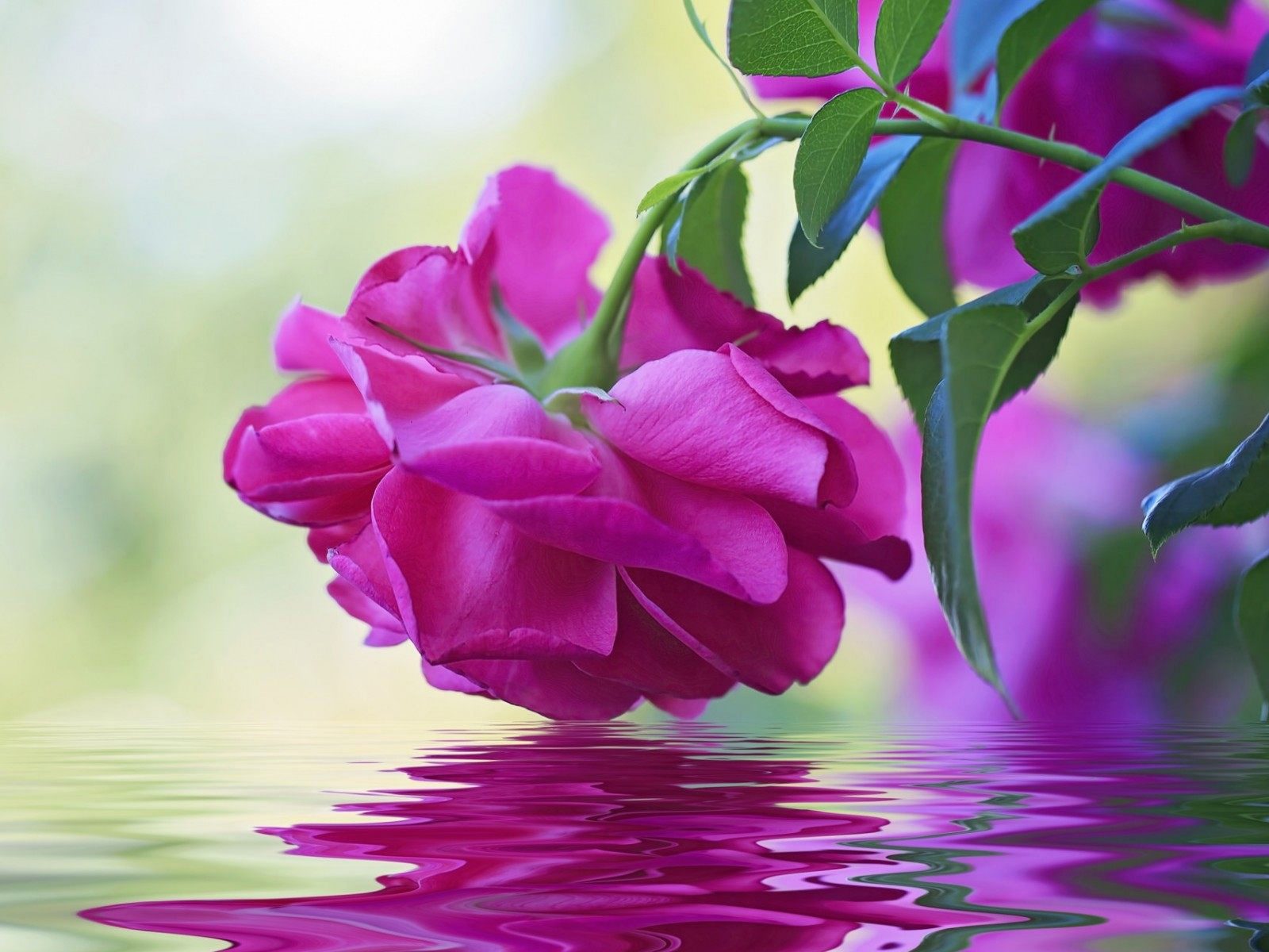 descarga gratuita de papel tapiz de flores de rosa,flor,planta floreciendo,pétalo,rosado,planta