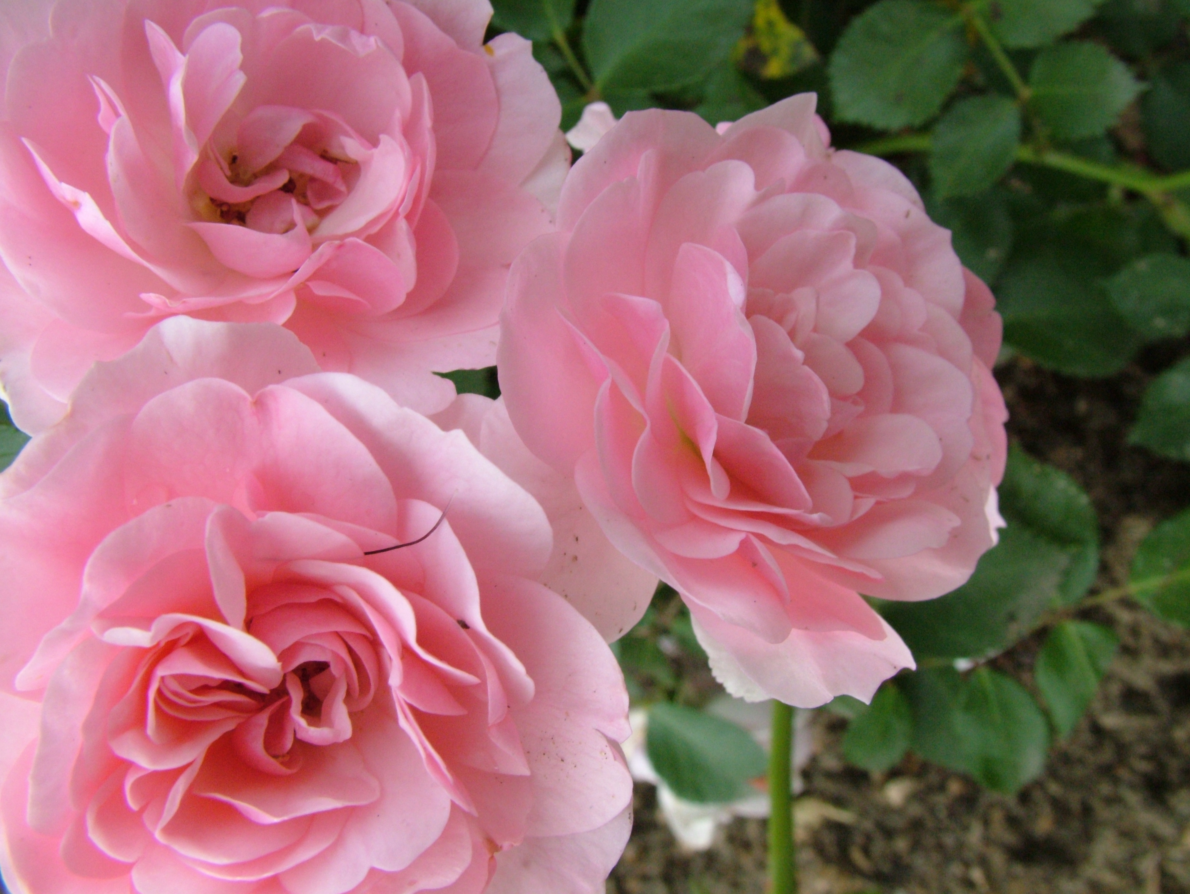wallpaper rose flowers free download,flower,flowering plant,julia child rose,garden roses,pink