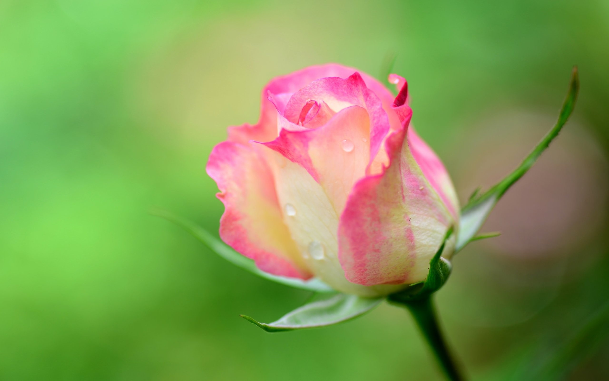 nature wallpaper rose flower,flower,flowering plant,petal,pink,garden roses