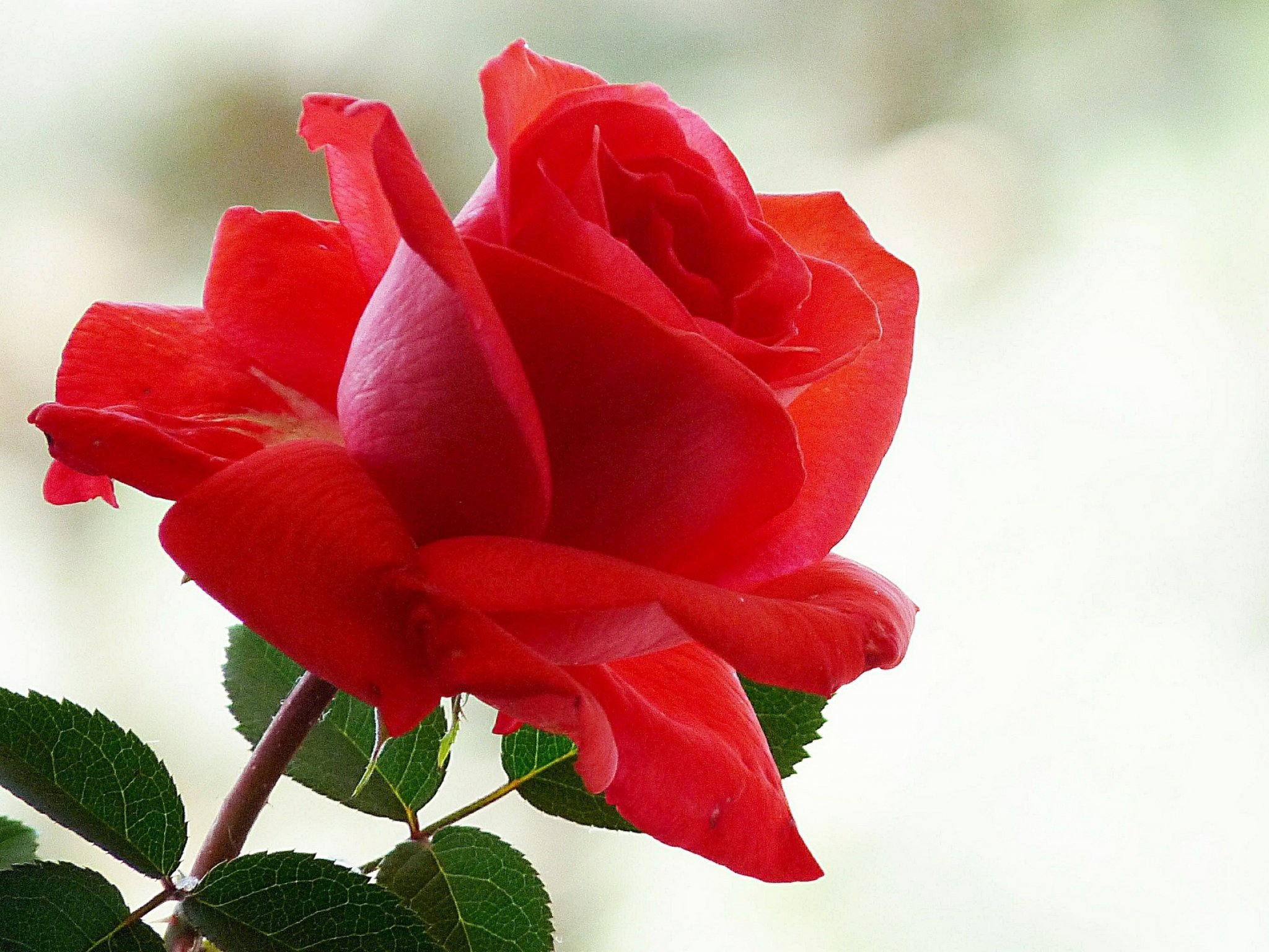 papier peint nature fleur rose,fleur,plante à fleurs,roses de jardin,rouge,pétale