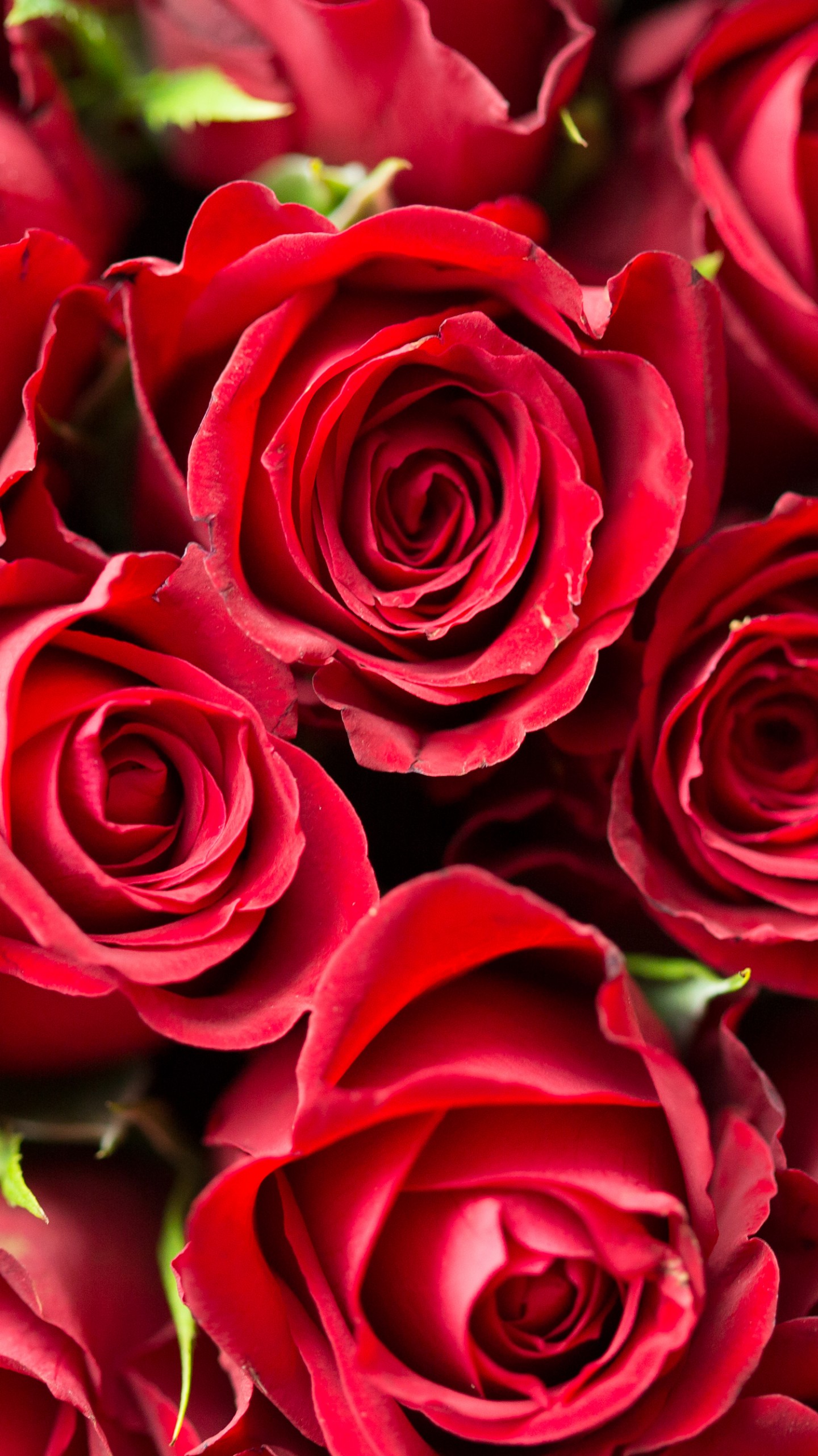 naturaleza fondos de pantalla rosa flor,flor,rosa,rosas de jardín,planta floreciendo,rojo