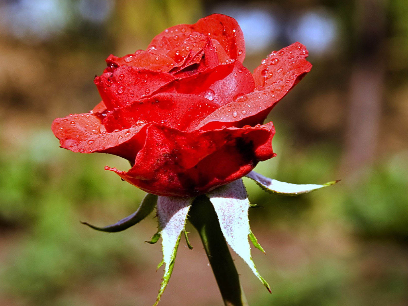 carta da parati rosa carta da parati rosa,fiore,pianta fiorita,rosso,petalo,pianta