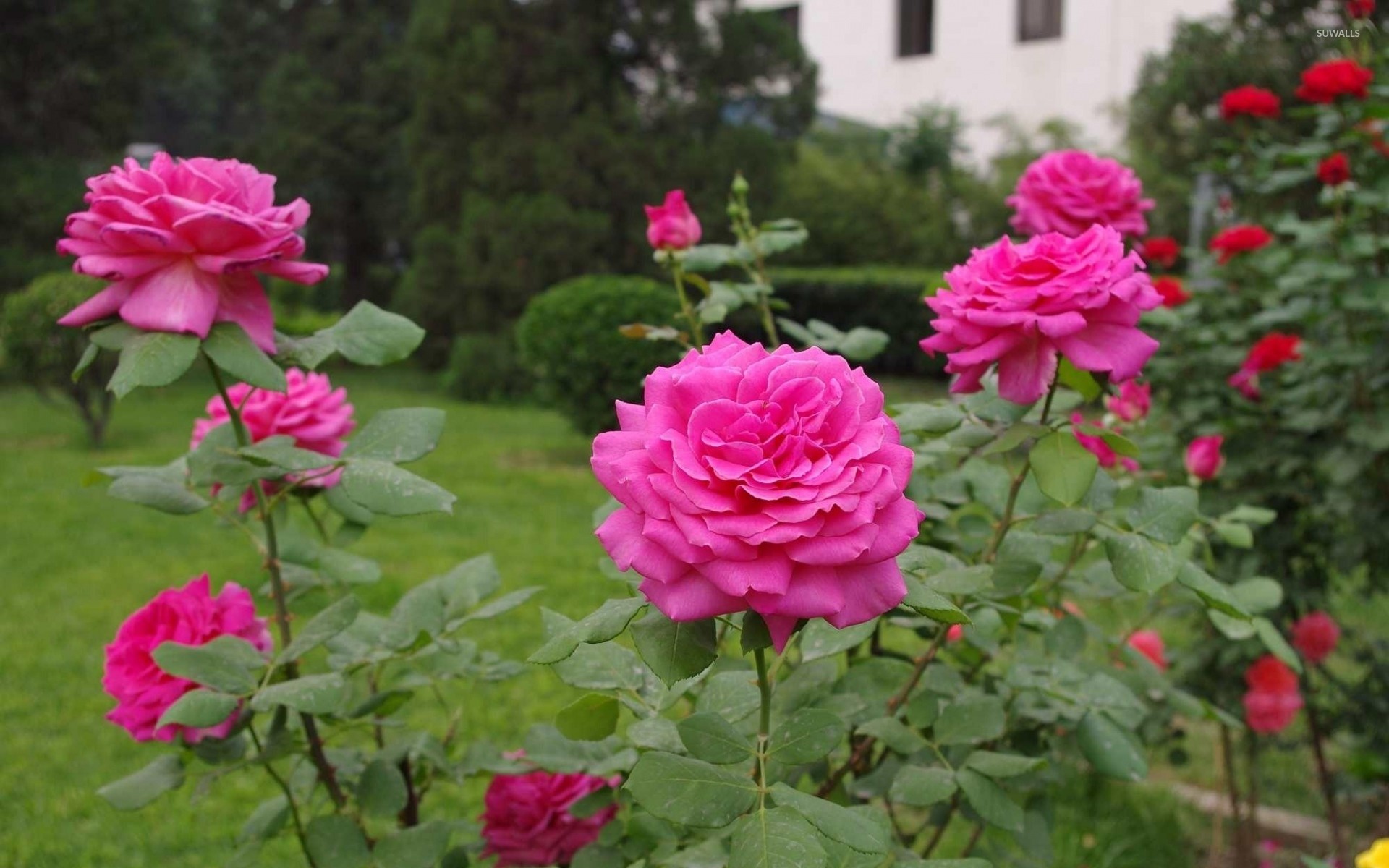 バラの壁紙バラの壁紙,花,開花植物,工場,ローザセンチフォリア,ピンク