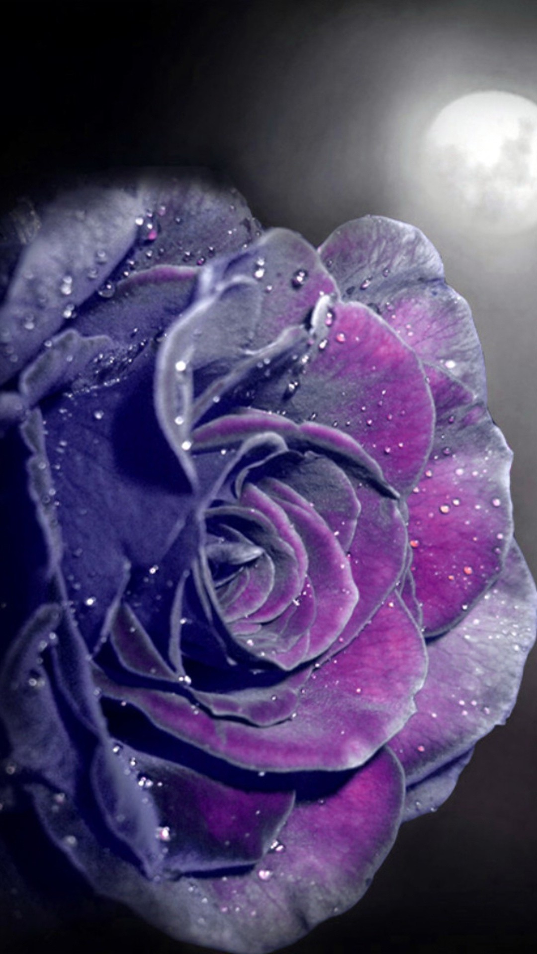 バラの壁紙バラの壁紙,バイオレット,紫の,ローズ,庭のバラ,花