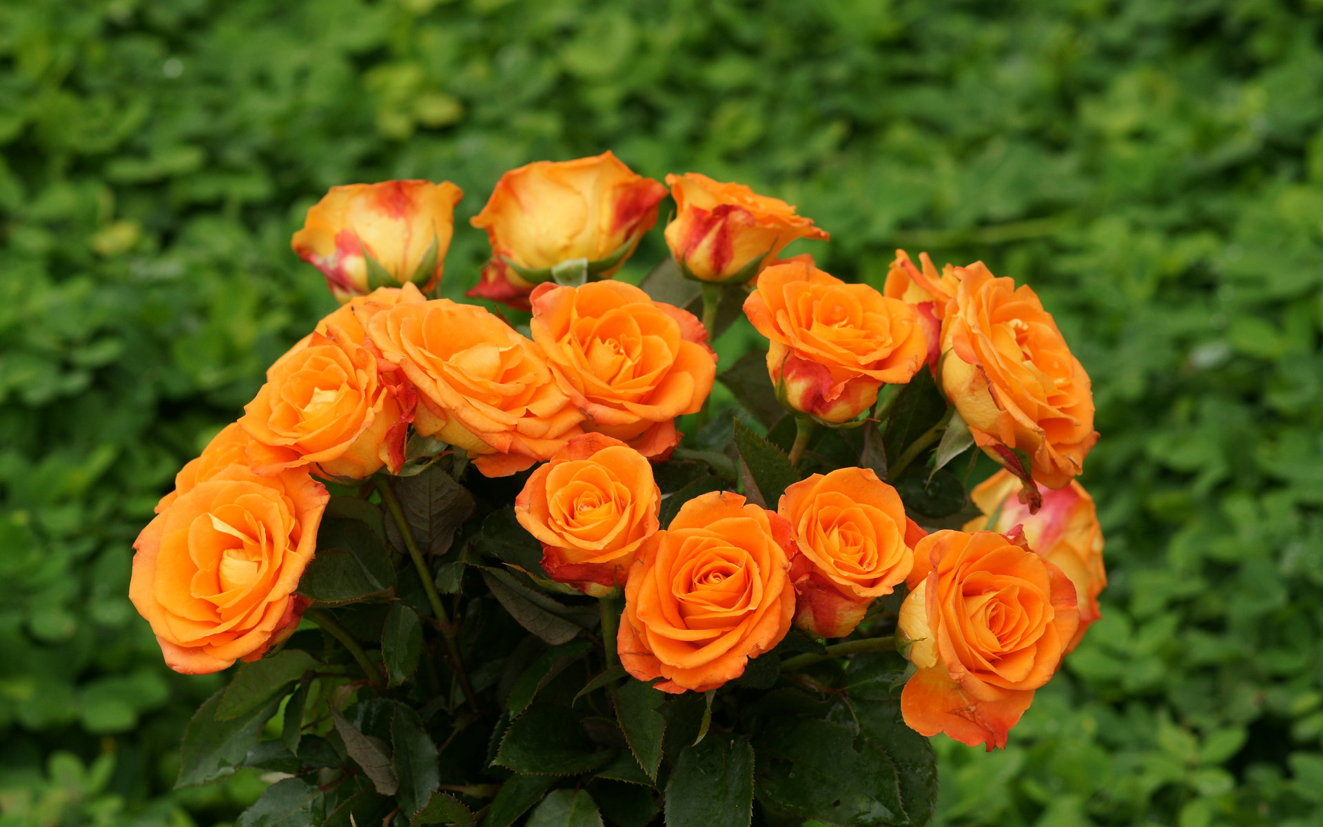 fond d'écran rose fond d'écran rose,fleur,plante à fleurs,julia enfant rose,roses de jardin,plante