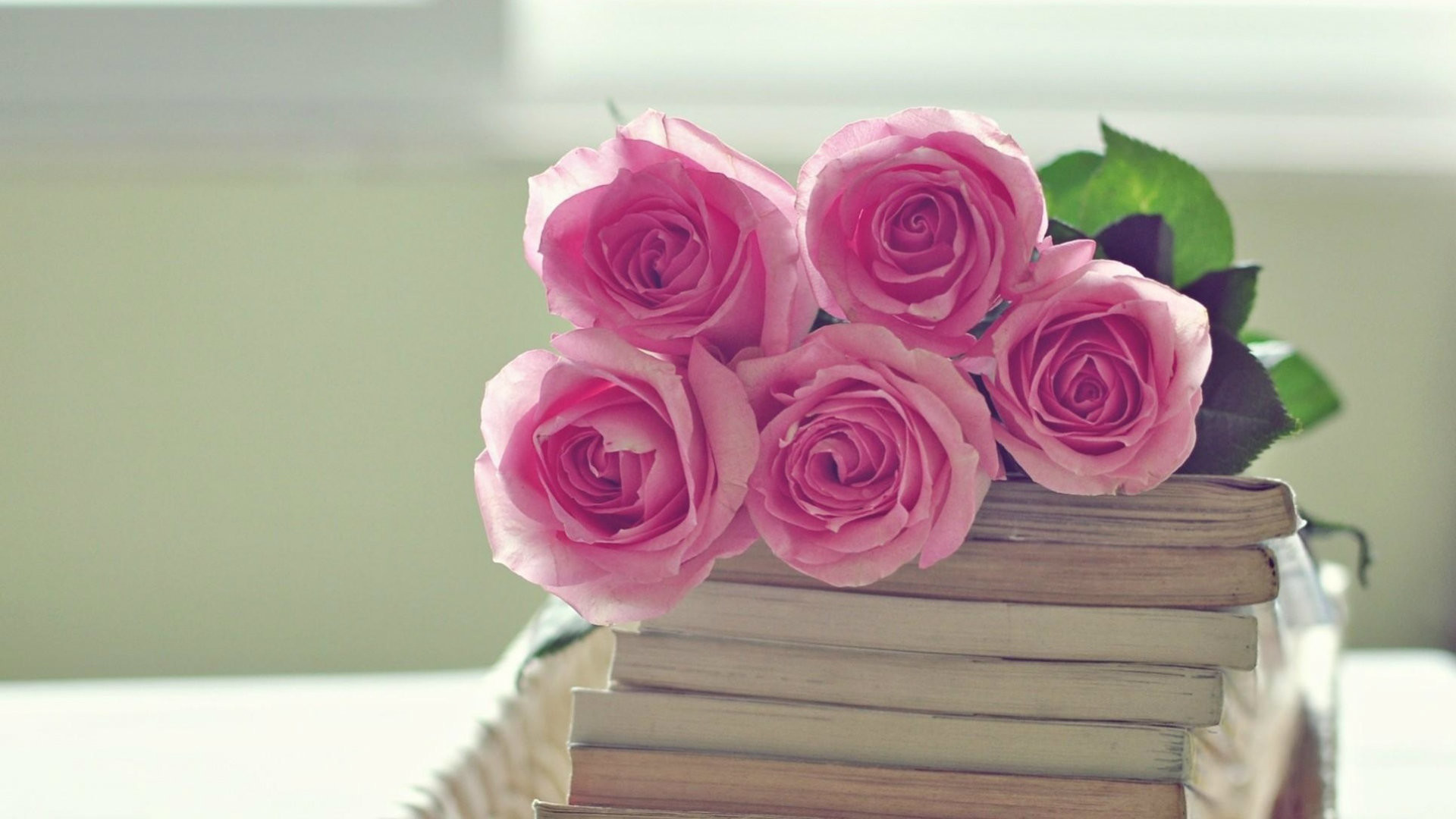 papel tapiz rosa papel tapiz rosa,rosado,rosas de jardín,flor,rosa,familia rosa